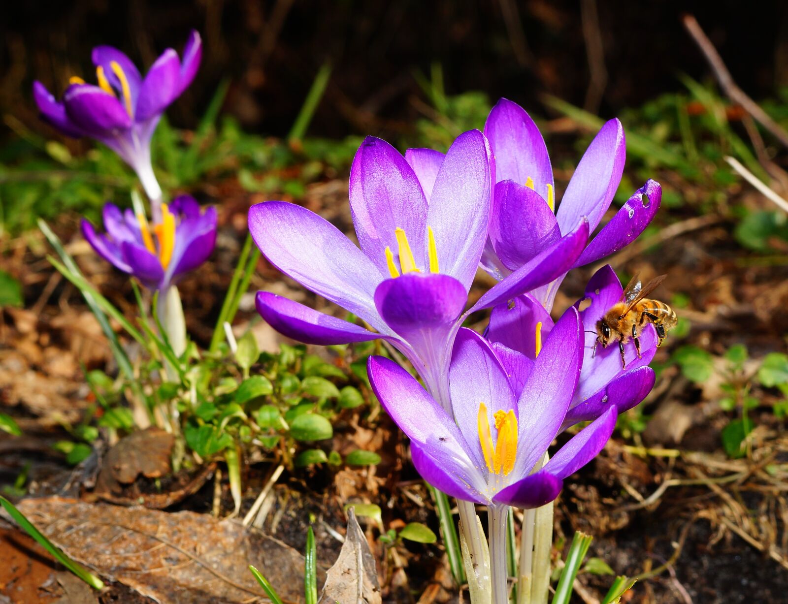 Sony SLT-A58 + Sony DT 30mm F2.8 Macro SAM sample photo. Crocus, flowers, bee photography