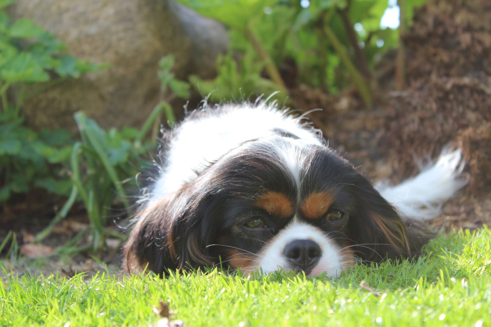 Canon EOS 600D (Rebel EOS T3i / EOS Kiss X5) sample photo. Expensive, dog, lawn photography