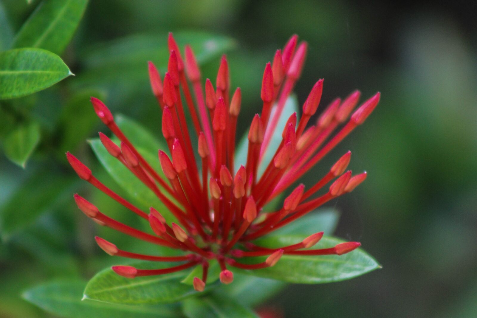 Canon EOS 600D (Rebel EOS T3i / EOS Kiss X5) sample photo. Flower, garden, nature photography
