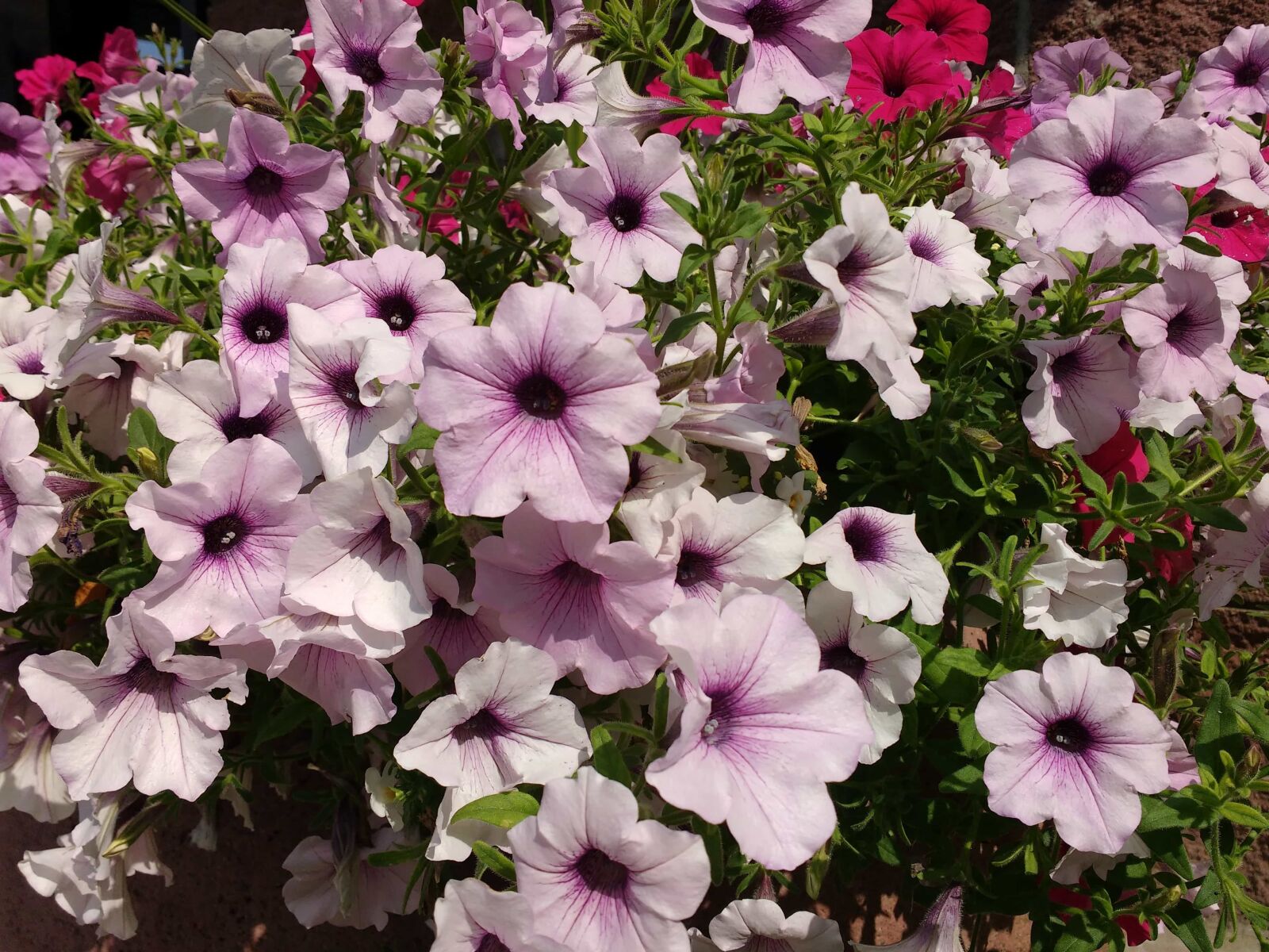Motorola MotoG3 sample photo. Petunia, pink, plant, flower photography