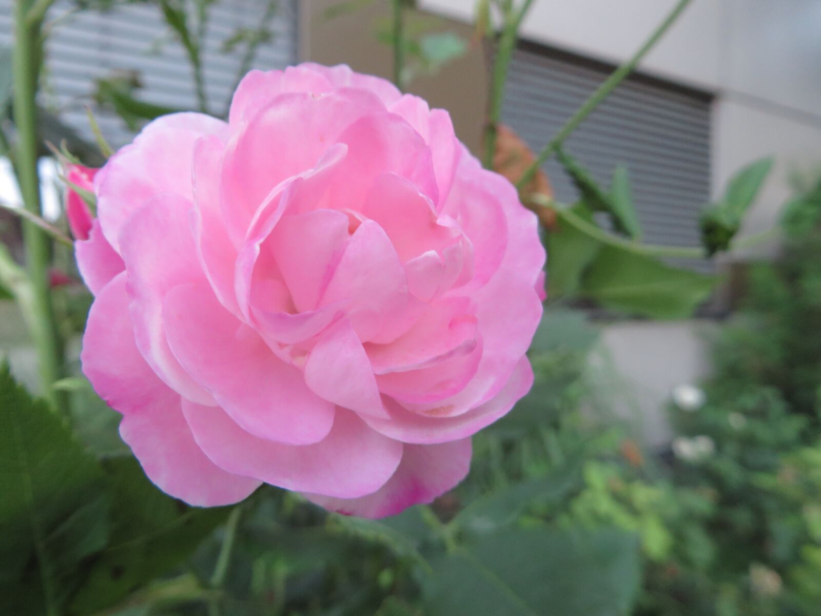 Canon PowerShot SX270 HS sample photo. Flower, nature, pink photography