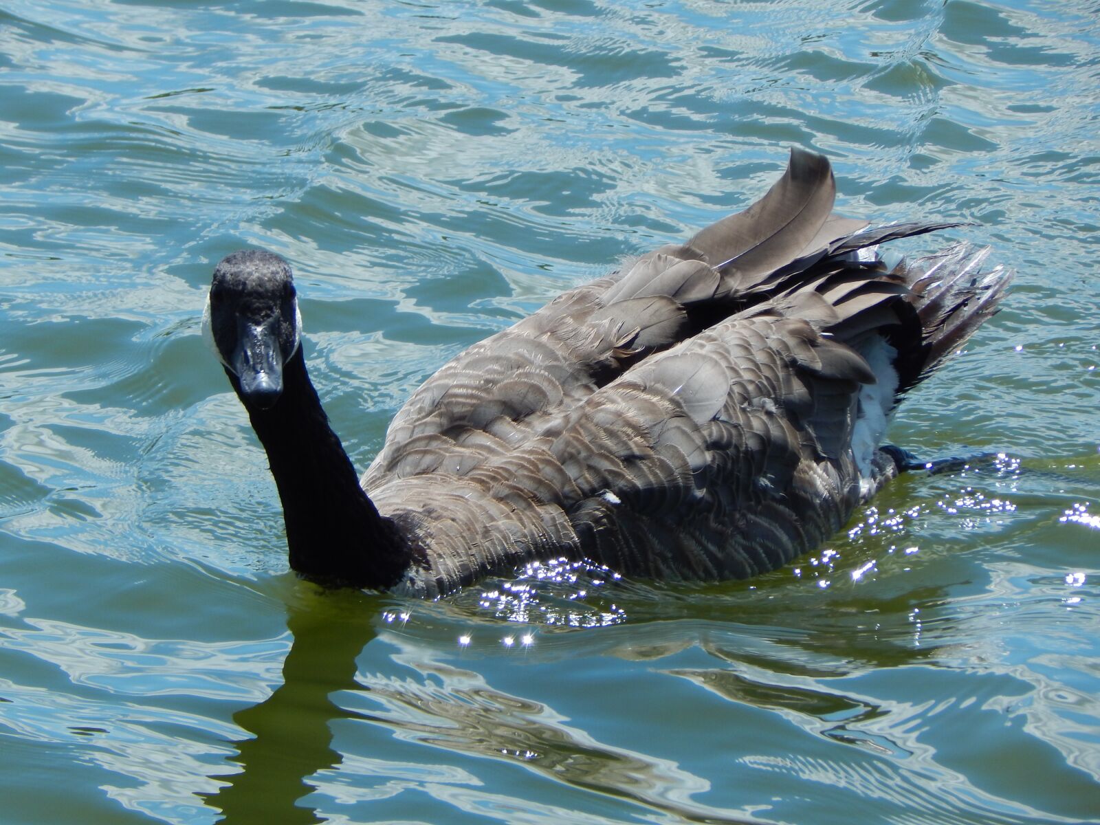 Nikon Coolpix L830 sample photo. Canada goose, waterfowl, bird photography