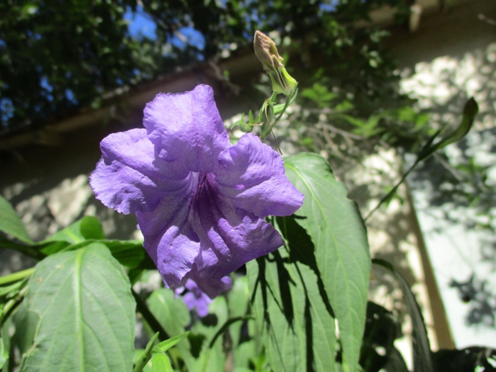 Canon PowerShot ELPH 180 (IXUS 175 / IXY 180) sample photo. Mexican lilac, flower, garden photography