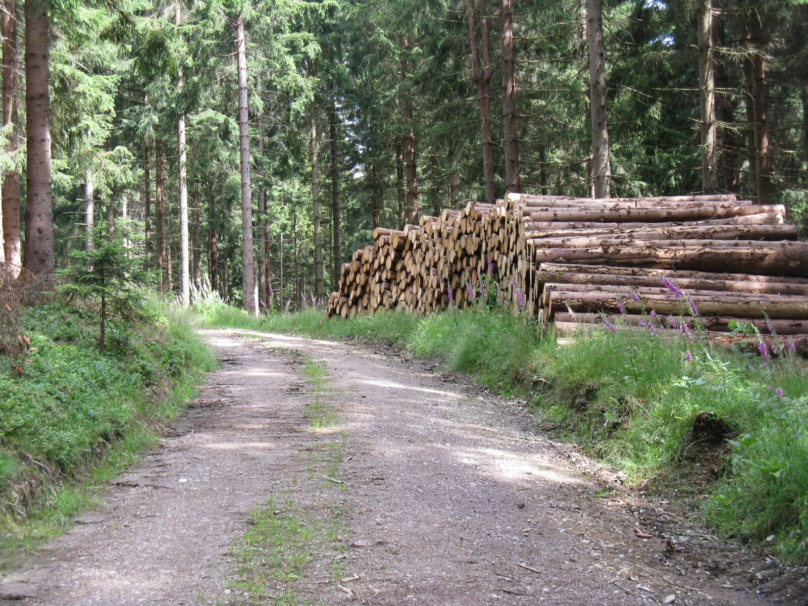 Canon POWERSHOT A720 IS sample photo. Forest, trunks, road photography