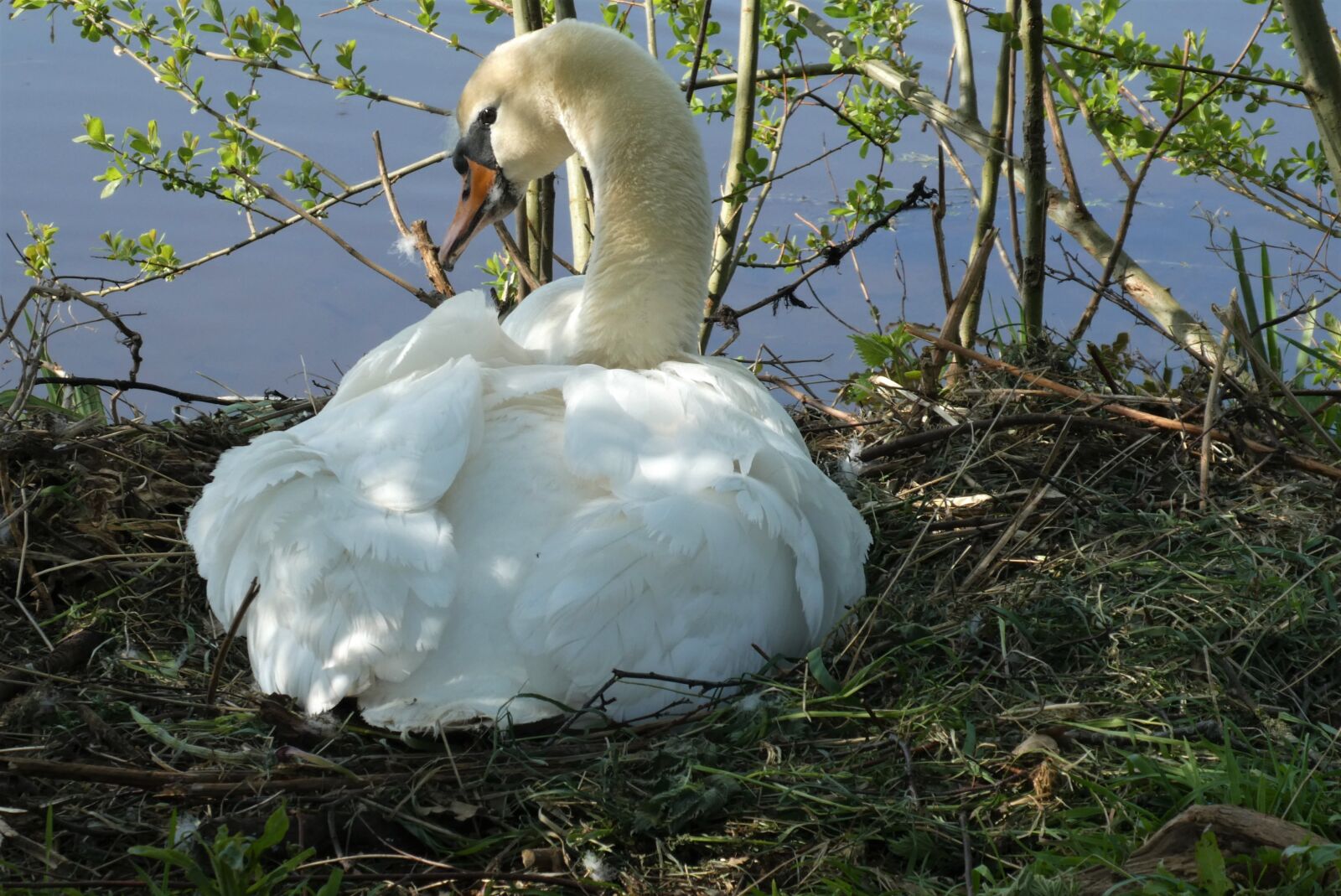 Panasonic Lumix DC-ZS70 (Lumix DC-TZ90) sample photo. Swan, nest, swans photography