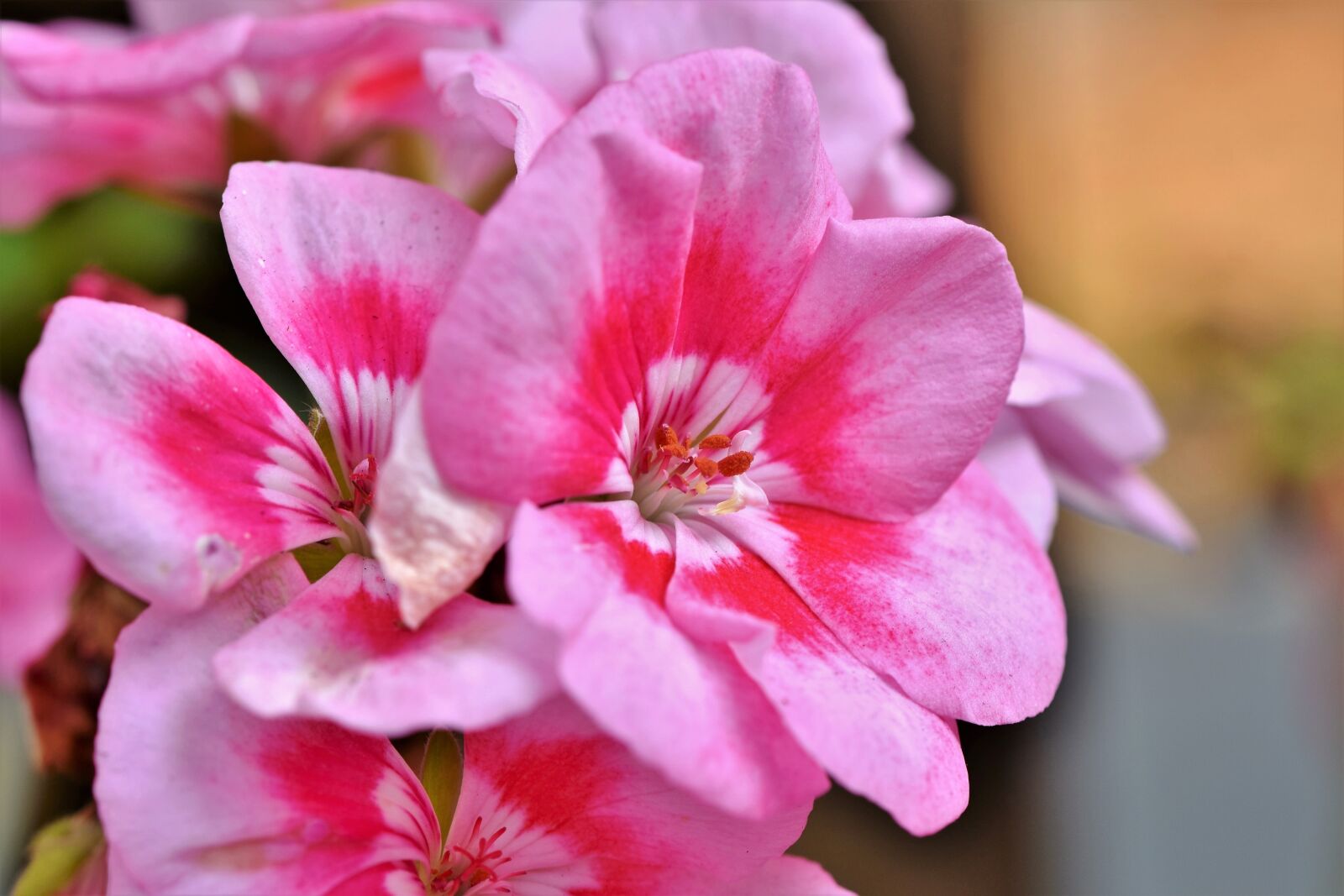 Nikon D7200 sample photo. Geranium, blossom, bloom photography