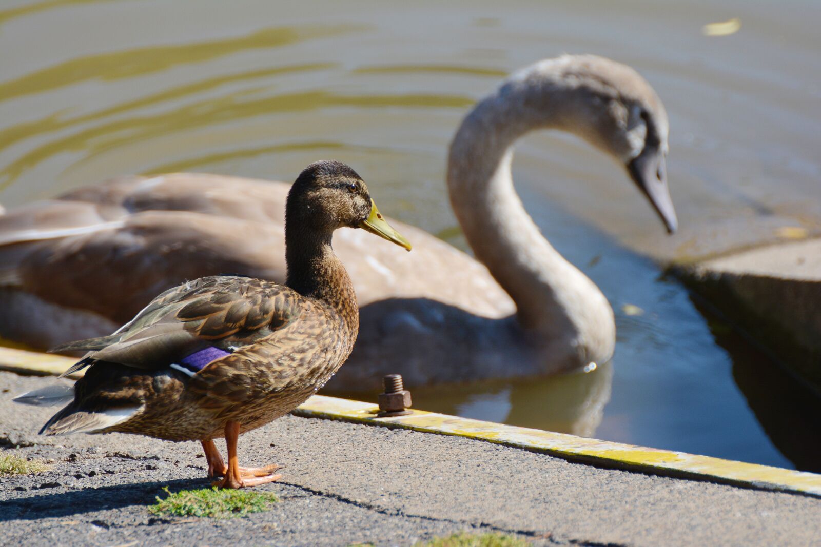 Nikon D5200 sample photo. Duck, mallard, swan photography