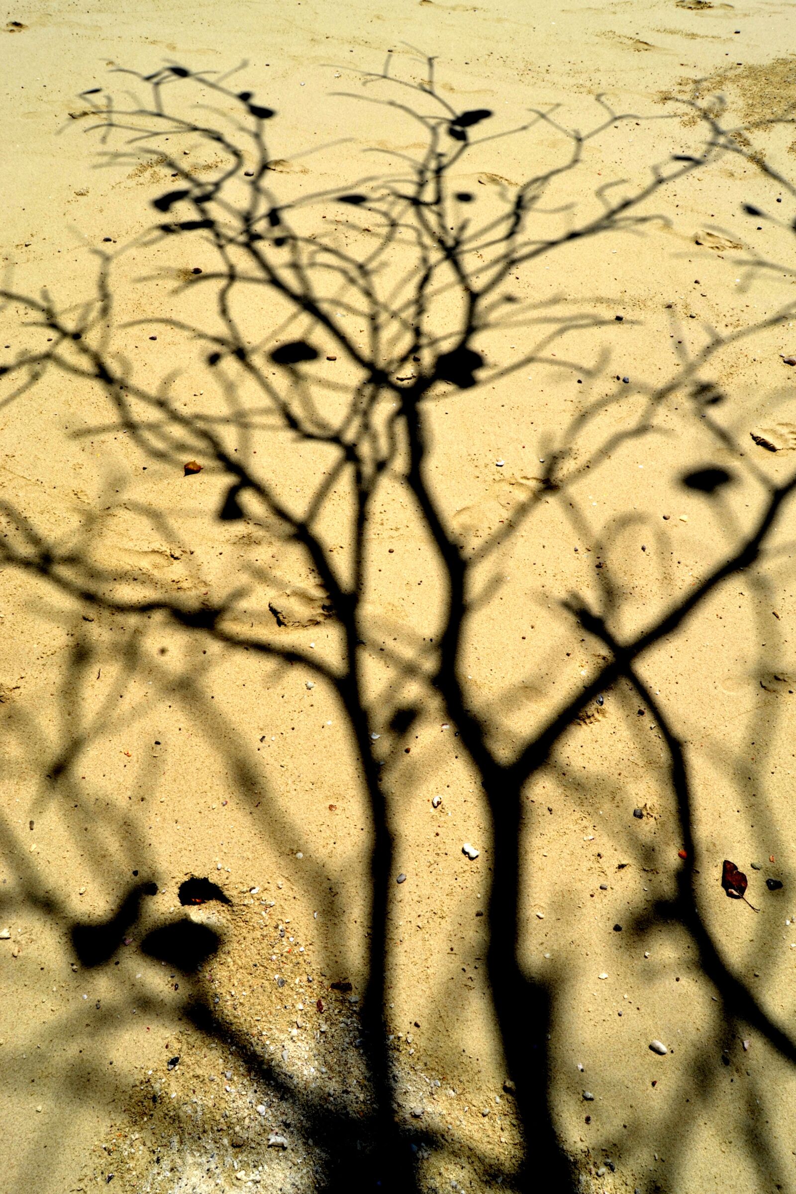 Nikon D3100 sample photo. Tree, shadow, sand photography