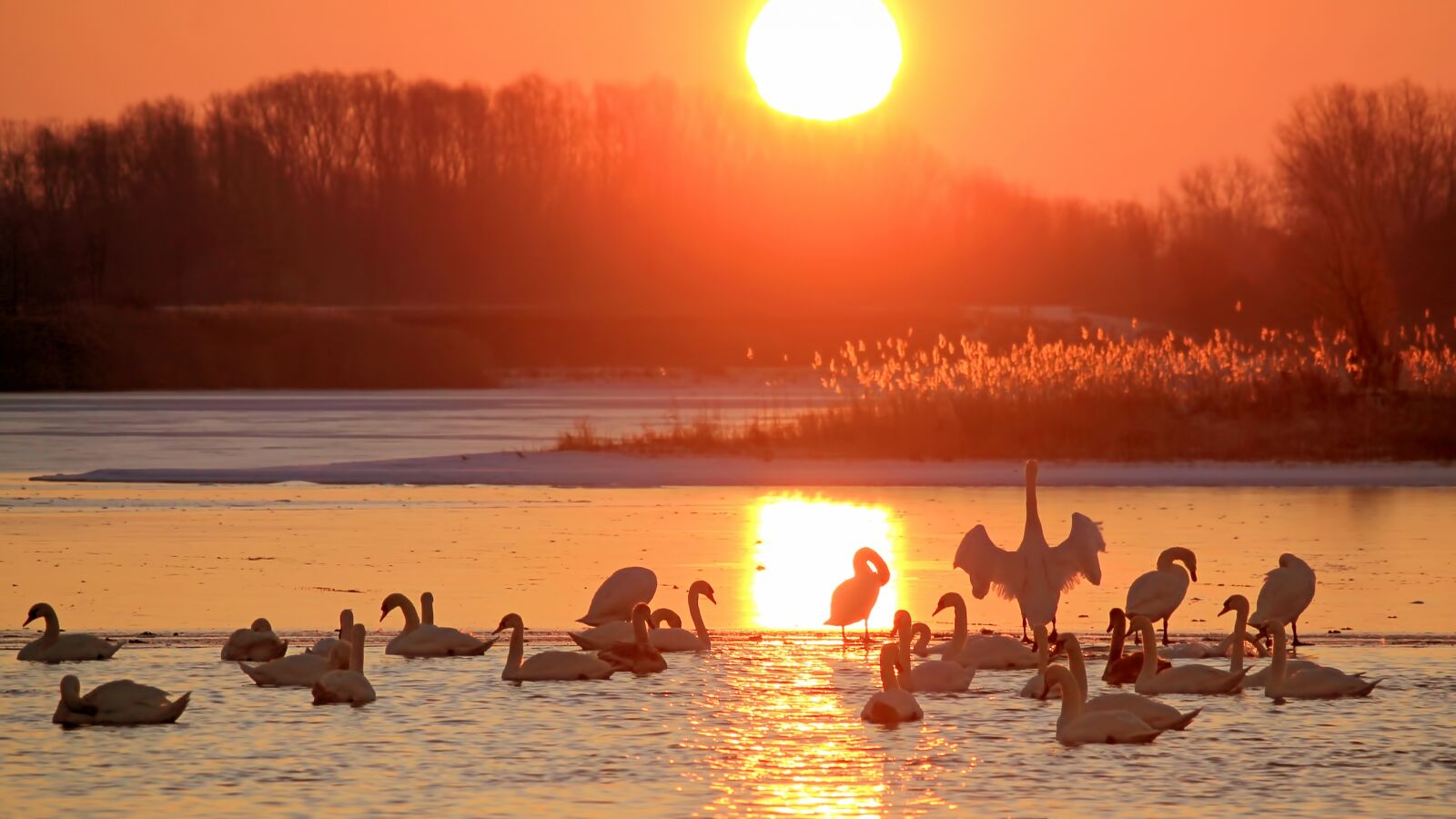 Canon EF-S 55-250mm F4-5.6 IS STM sample photo. Landscape, sunrise, swans photography