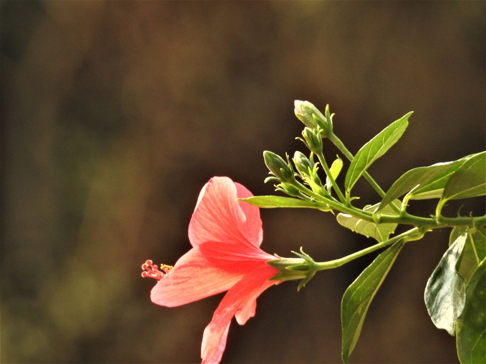Nikon Coolpix P900 sample photo. Bougainvillea, flower, garden photography