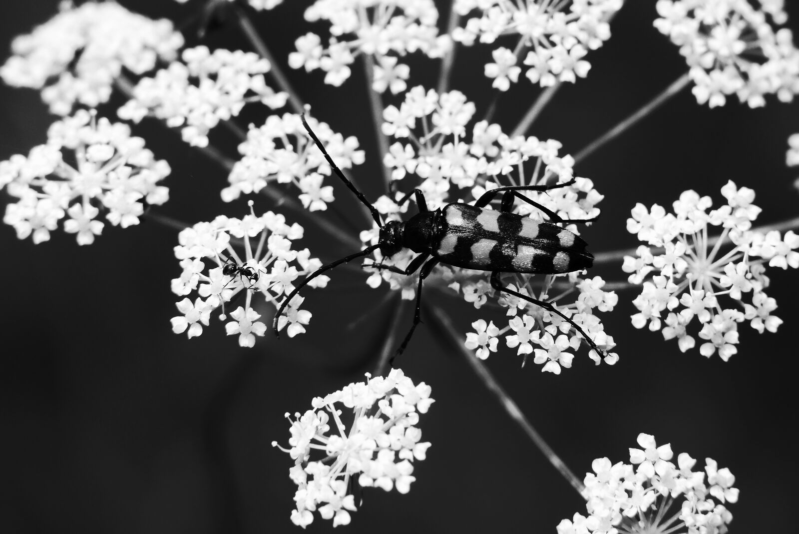 Panasonic Lumix DMC-FZ200 sample photo. Baldurek striped, the beetle photography