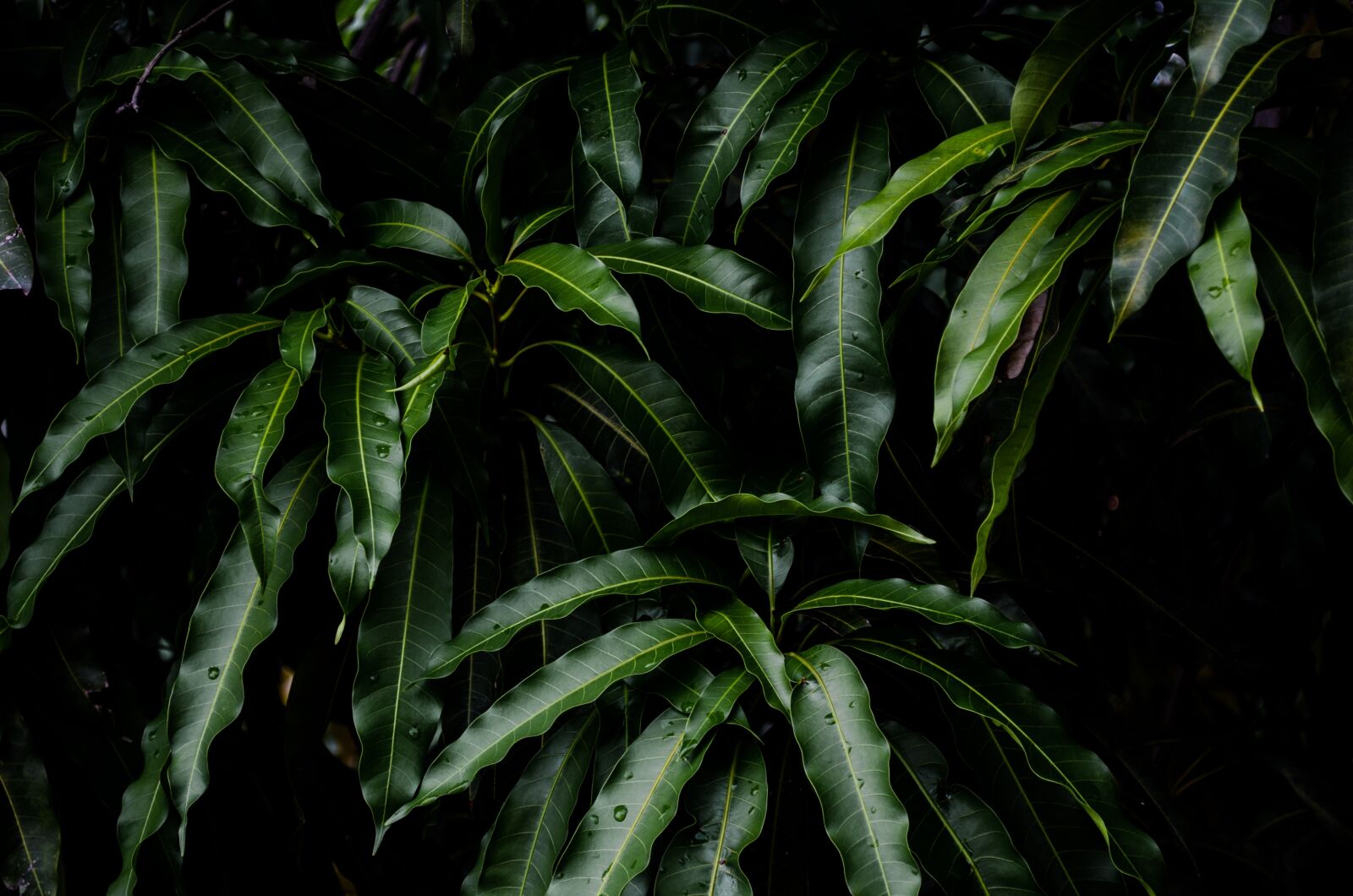 Nikon D5100 sample photo. Tree, leaves, mango photography