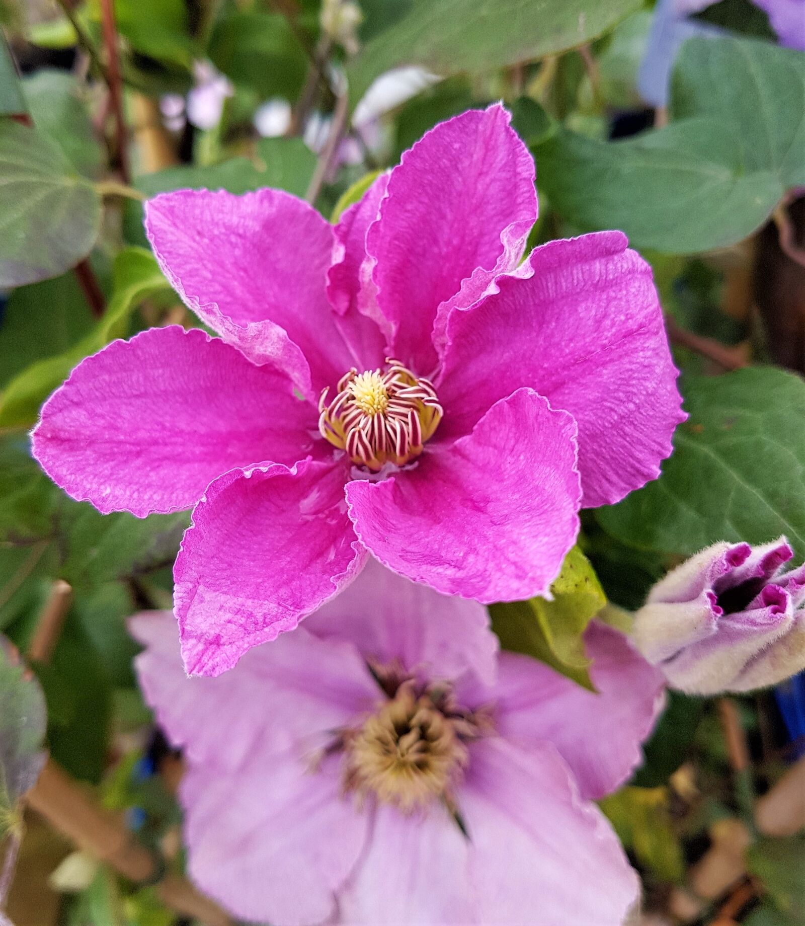 Samsung Galaxy S7 Edge sample photo. Flower, bloom, plant photography