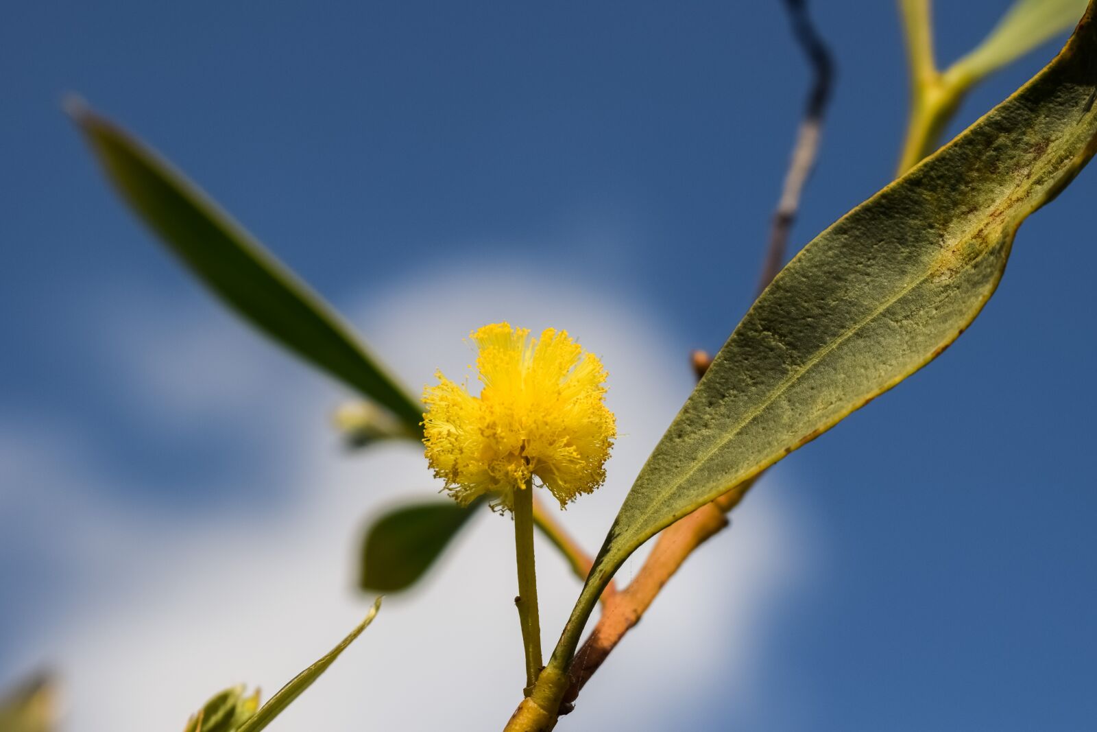 Nikon D3300 sample photo. Flower, yellow, nature photography