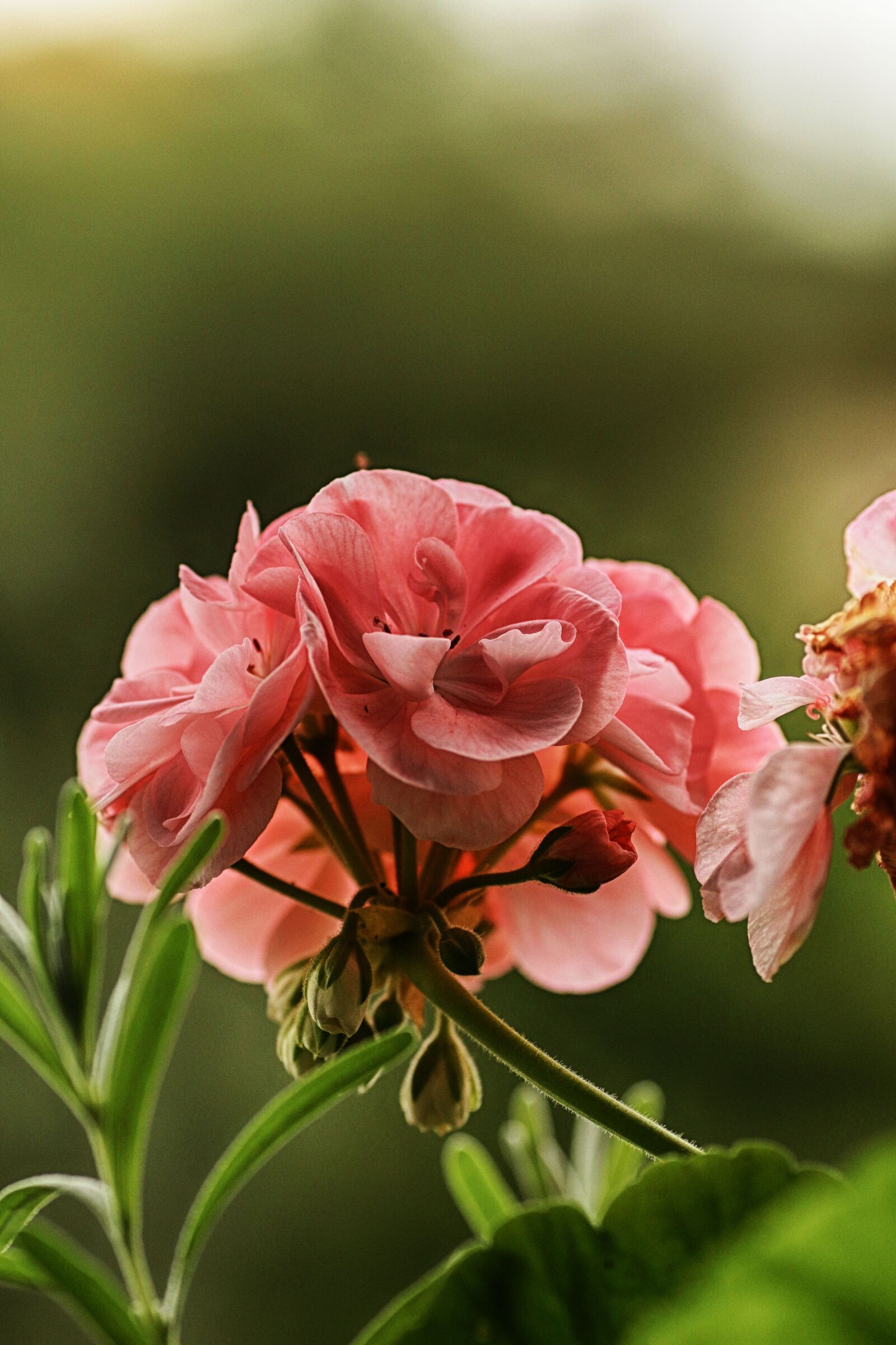 Canon EOS 7D Mark II sample photo. Flower, pink, summer flower photography
