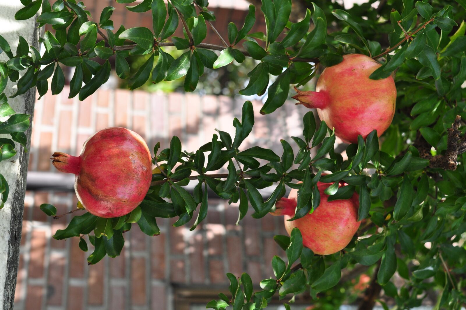 Nikon D90 sample photo. Pomegranate, fruit, plant photography