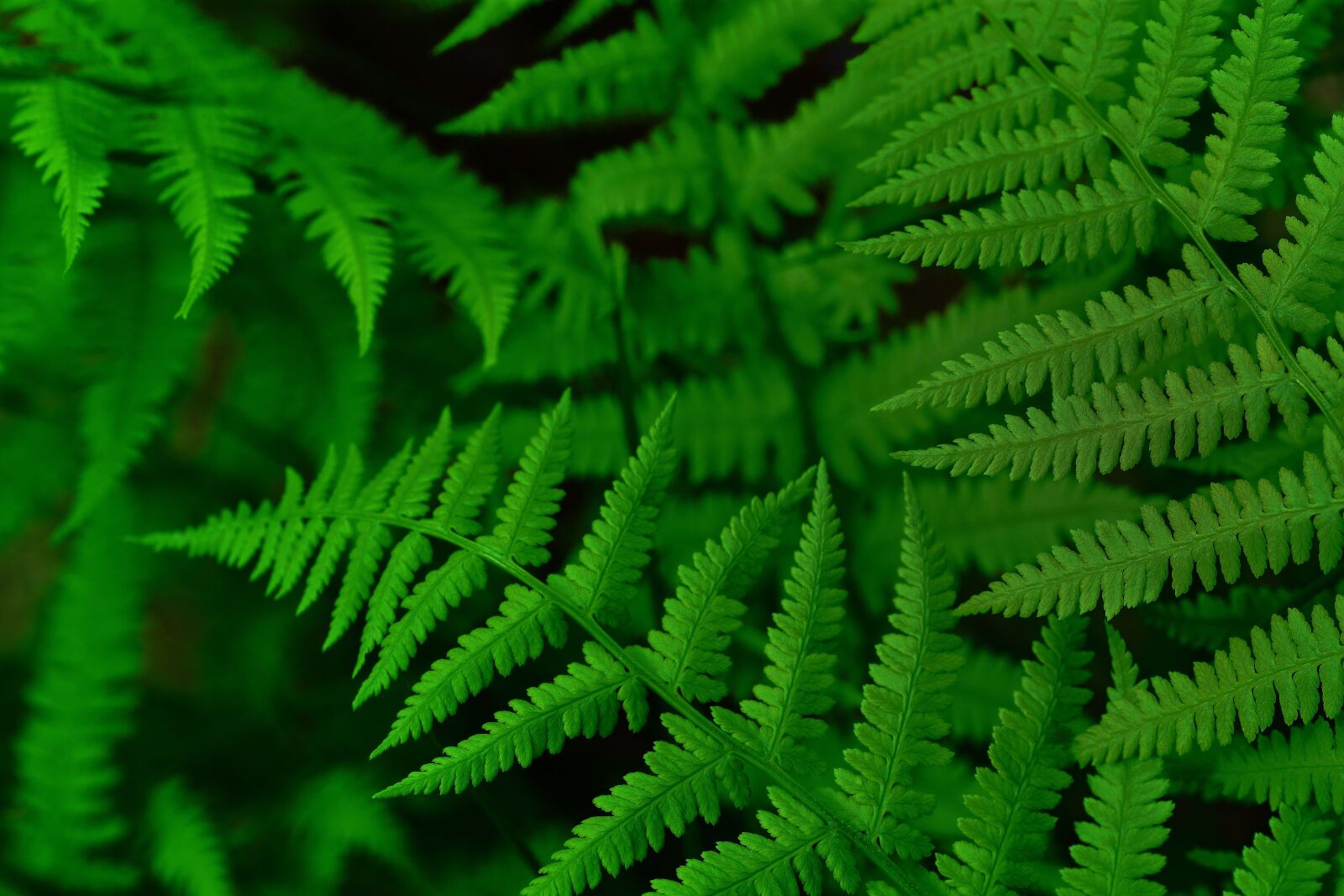 Nikon D5200 sample photo. Fern, forest, nature photography