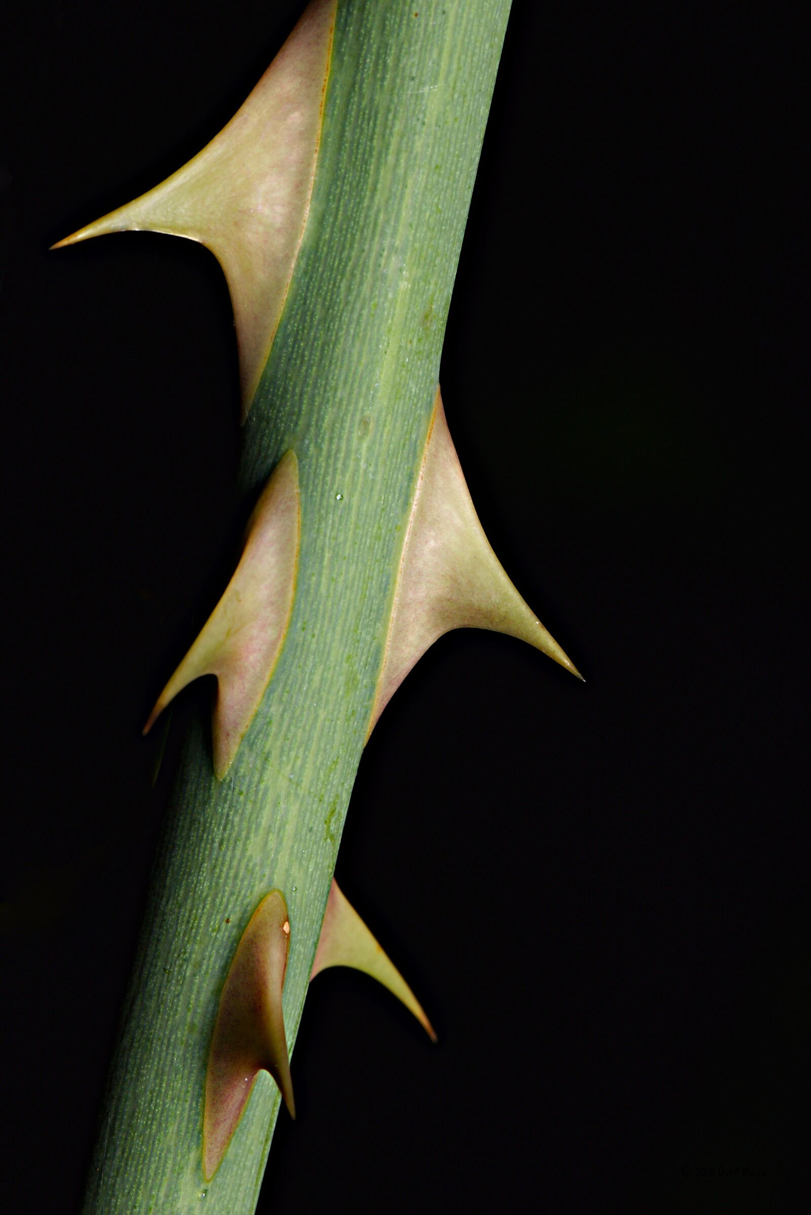 Canon EF 100mm F2.8L Macro IS USM sample photo. Forest, thorns, plant photography