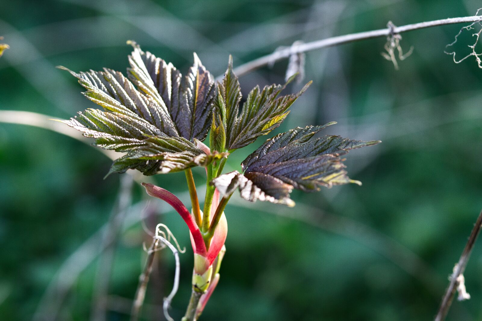 Canon EOS 7D + Canon EF 85mm F1.8 USM sample photo. Bud, leaves, birth photography