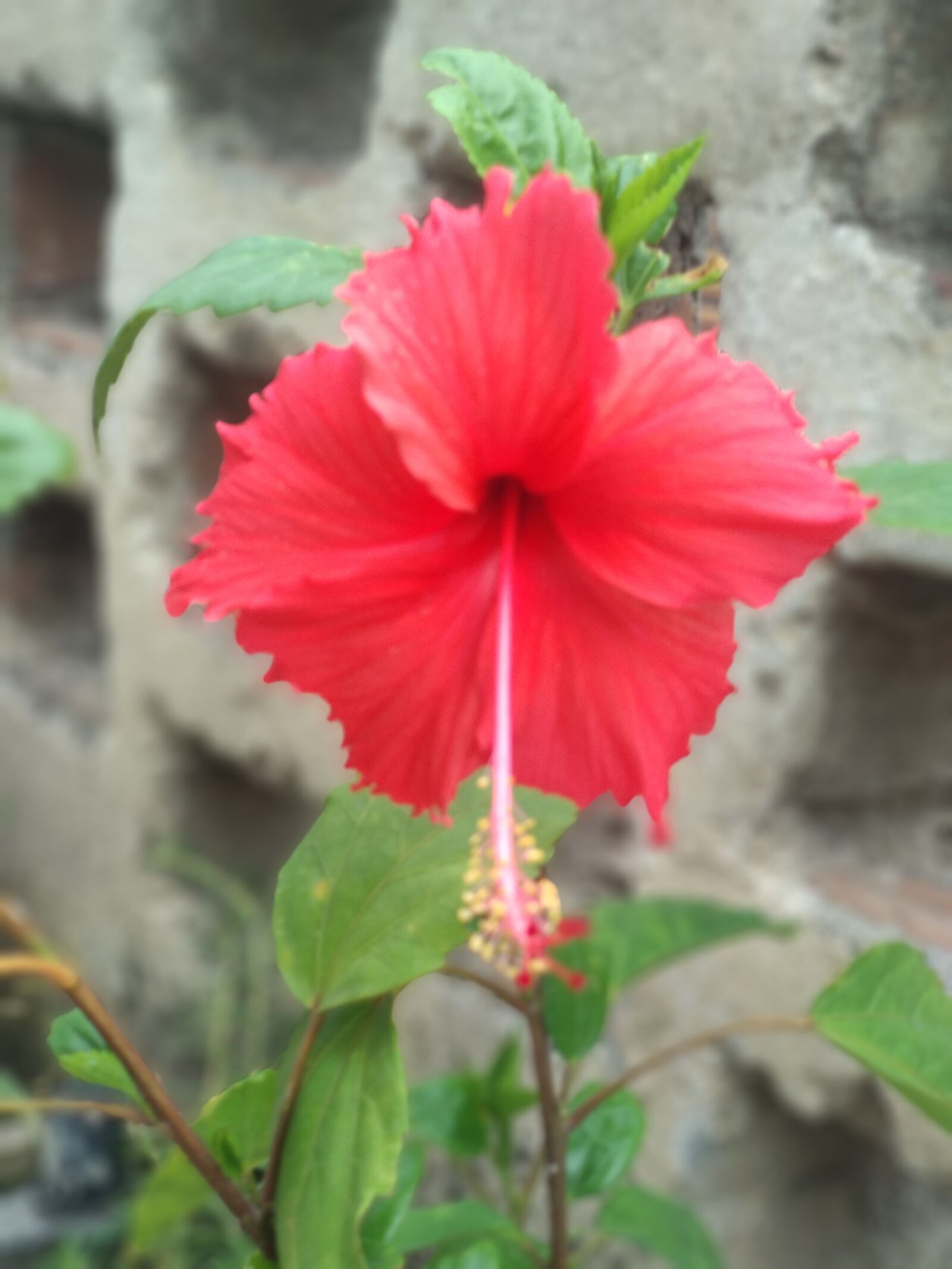 Xiaomi Mi A1 sample photo. Red, flower, nature photography
