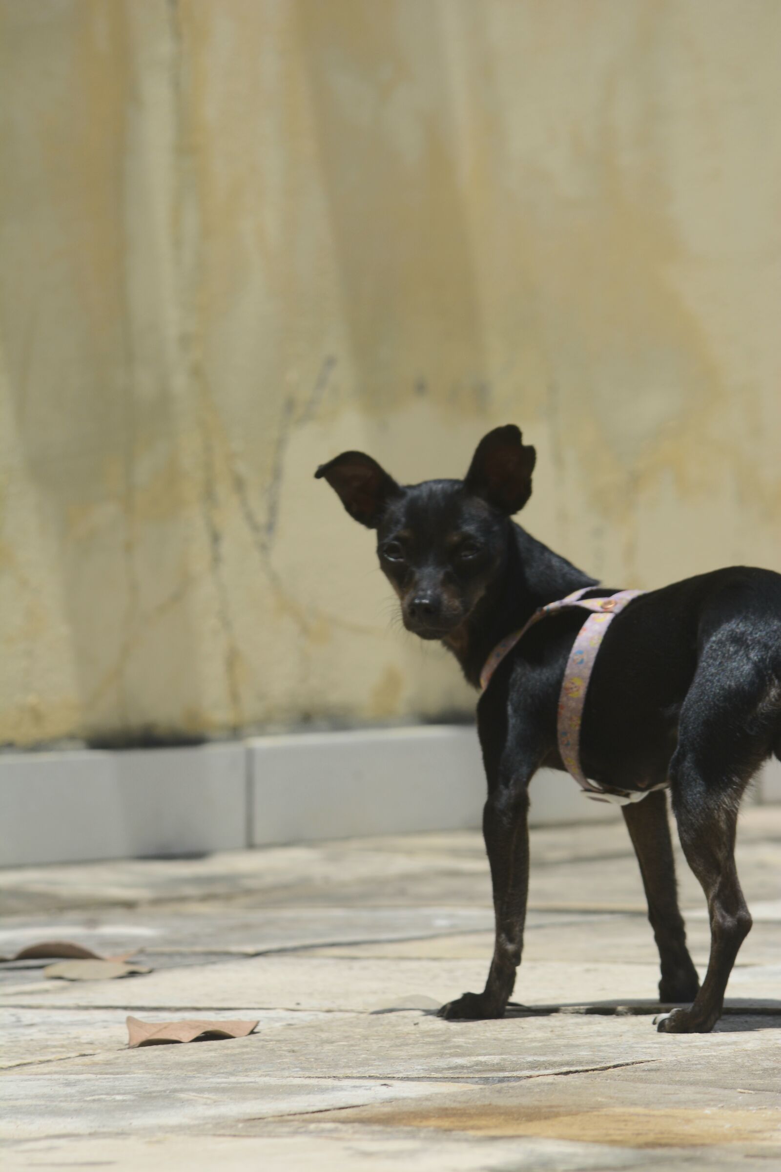 Nikon D5200 sample photo