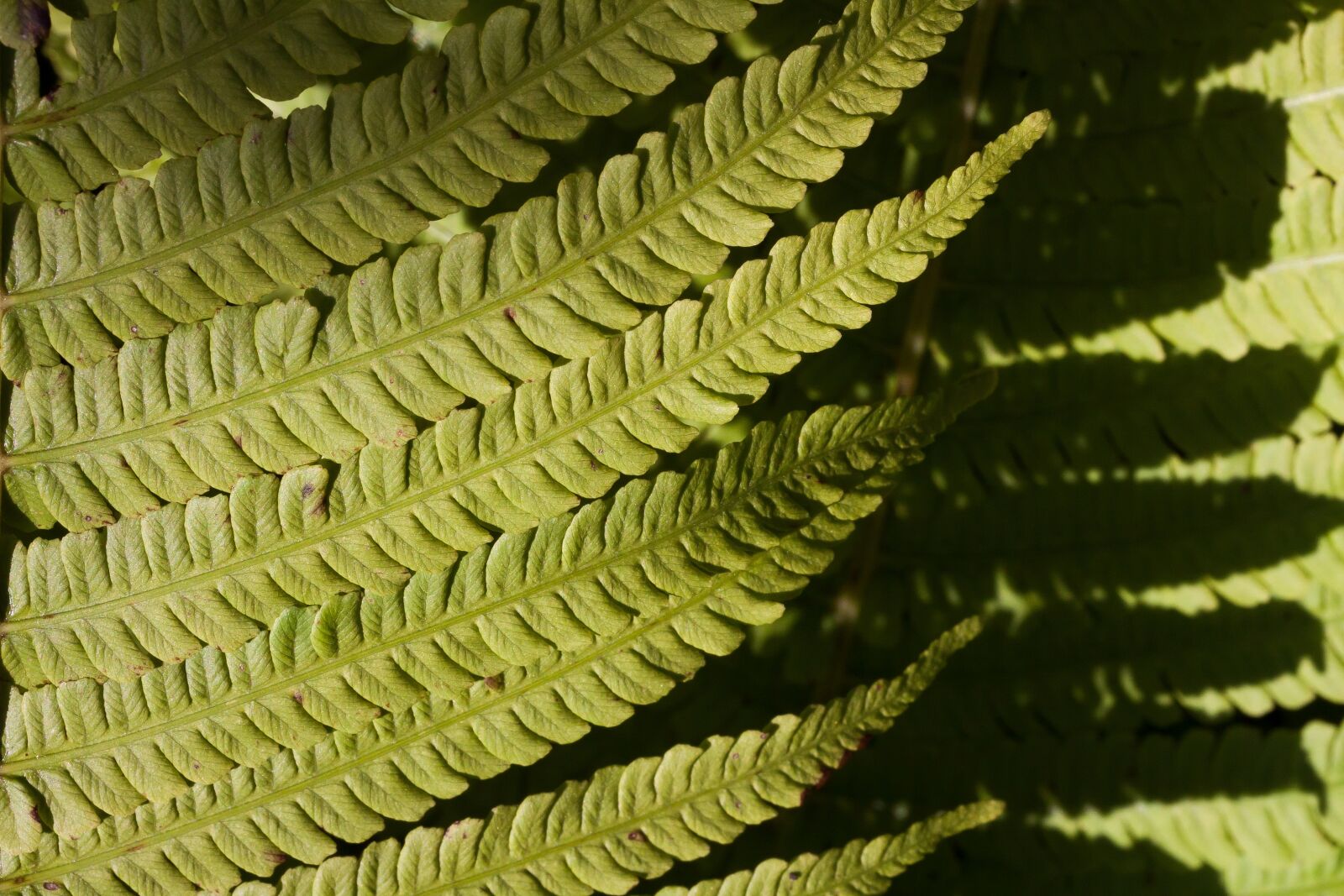 Canon EOS 50D sample photo. Fern, fiddlehead, green photography