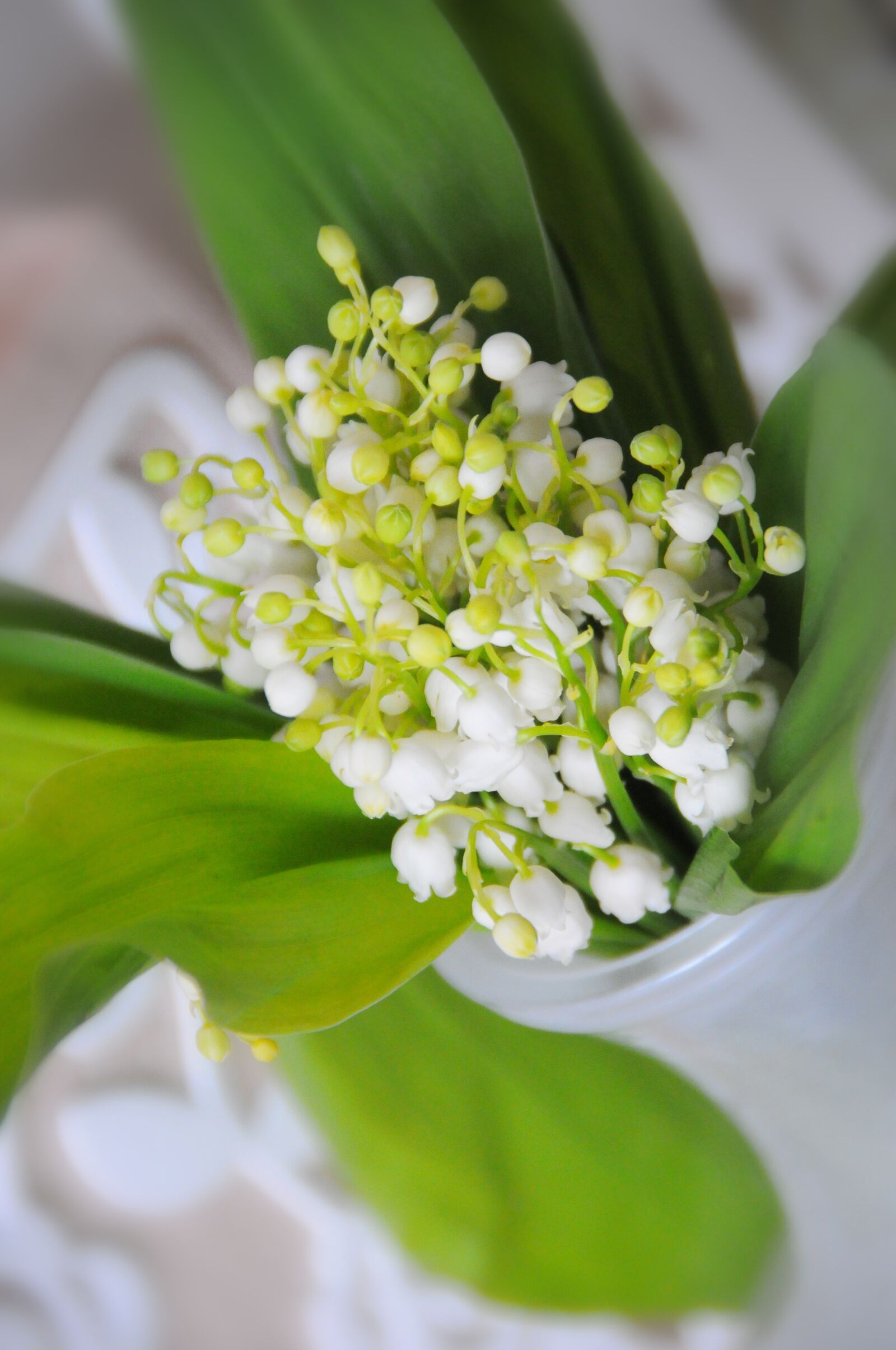 Nikon D300 sample photo. Flower, nature, sheet photography