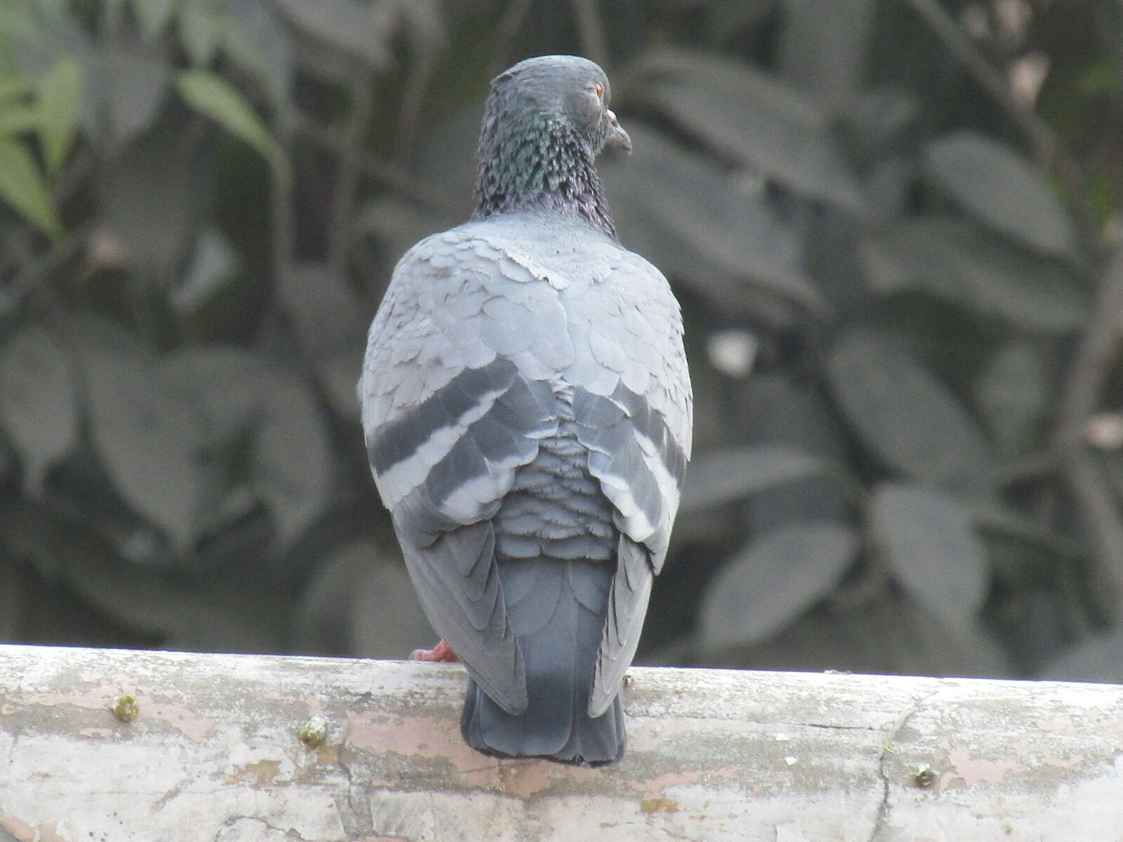Canon PowerShot SX410 IS sample photo. Pigeons, pigeonshooting, mymuybueno, chef photography