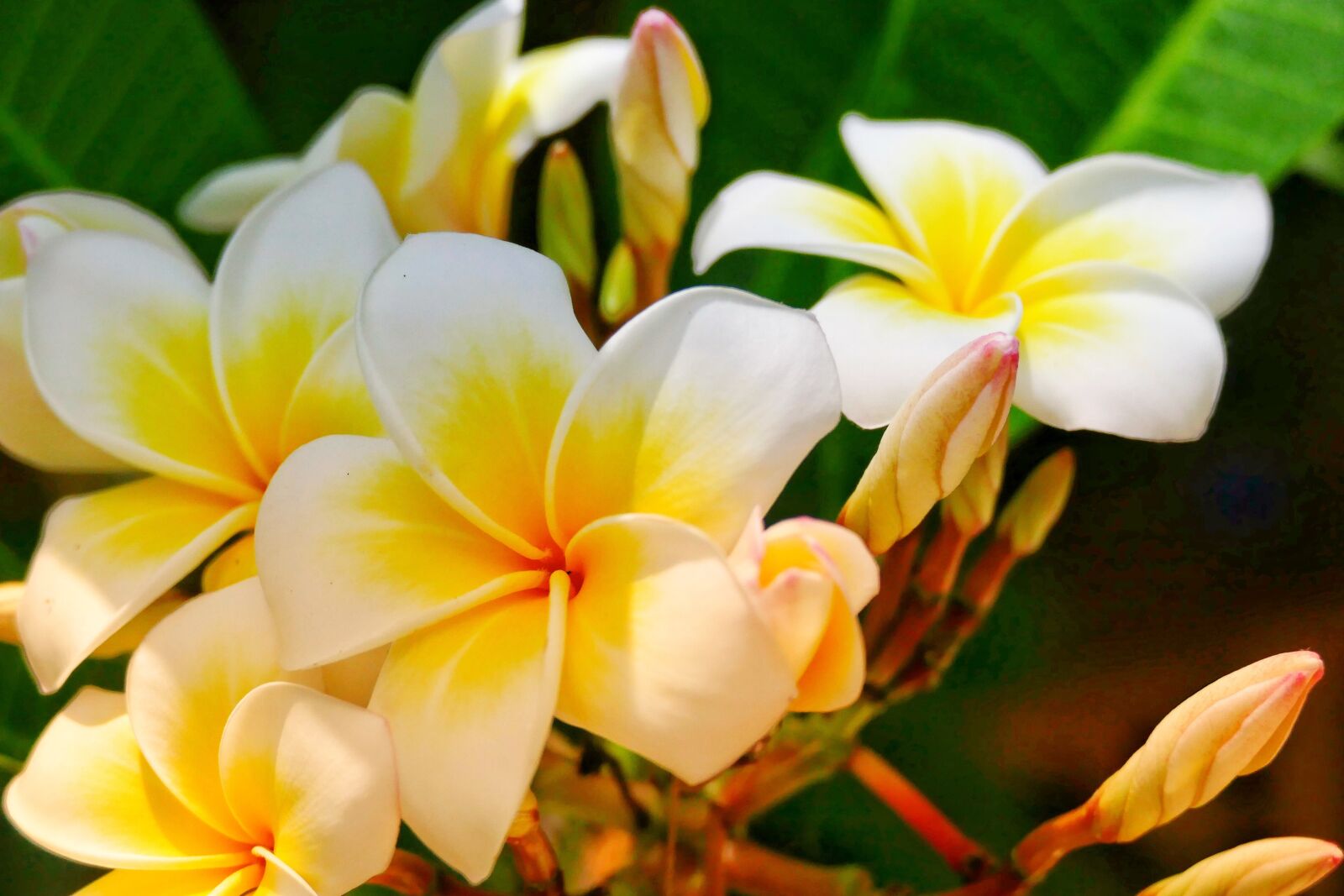 Panasonic Lumix DMC-FZ1000 sample photo. Flower, frangipani, plant photography