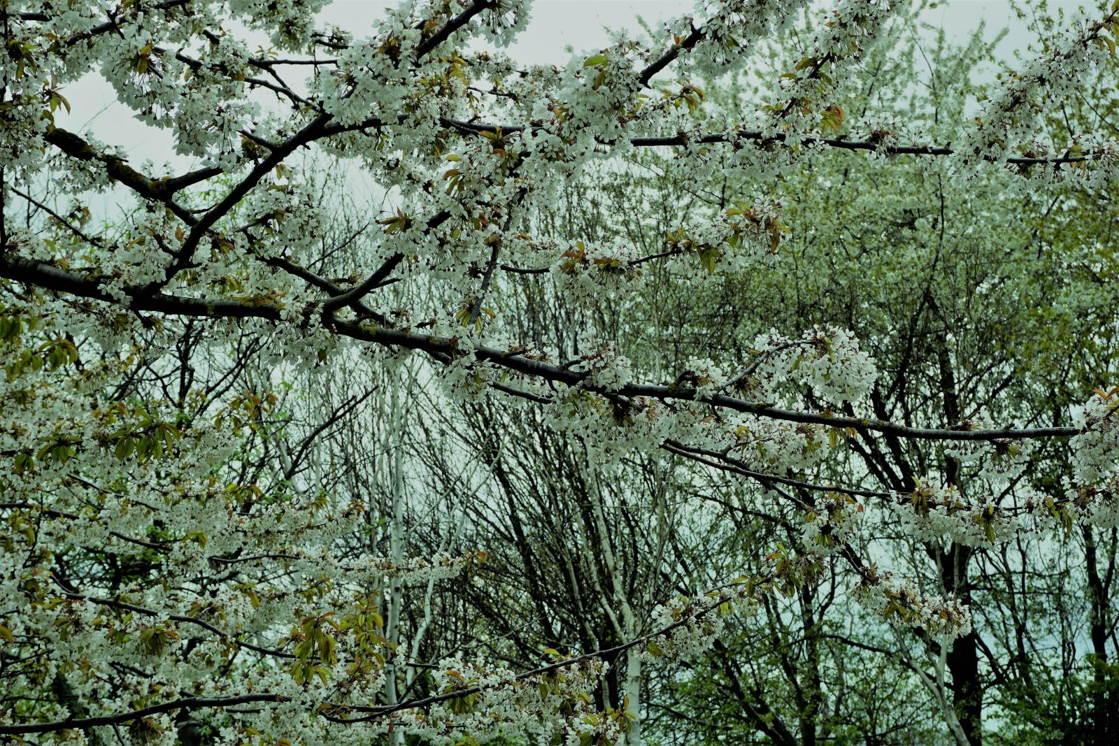 Sony a6000 sample photo. Tree, nature, wood photography