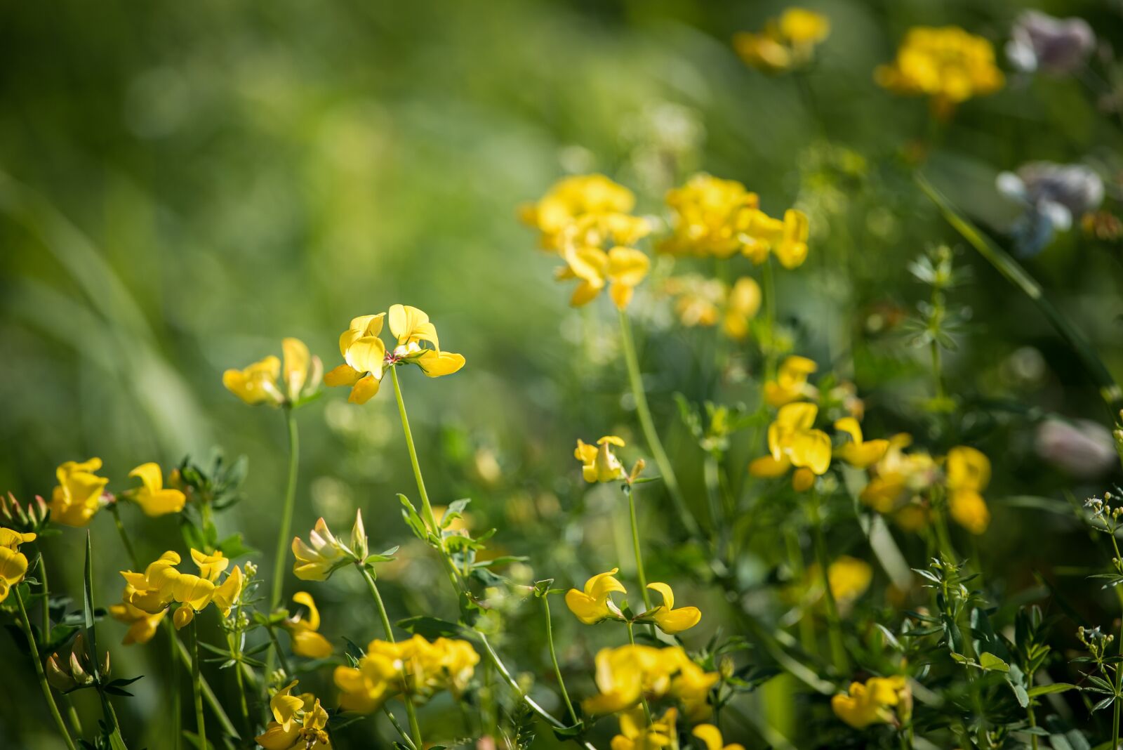 Nikon D750 sample photo. Lotus corniculatus, fenugreek, pointed photography