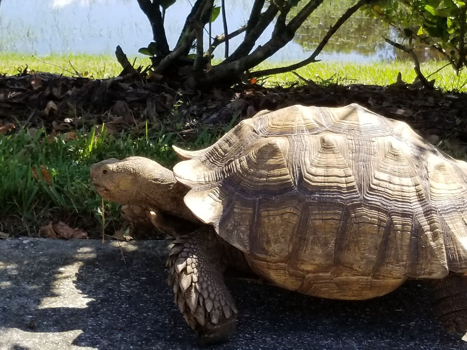 Samsung Galaxy S8+ sample photo. Turtle, tortoise, animal photography