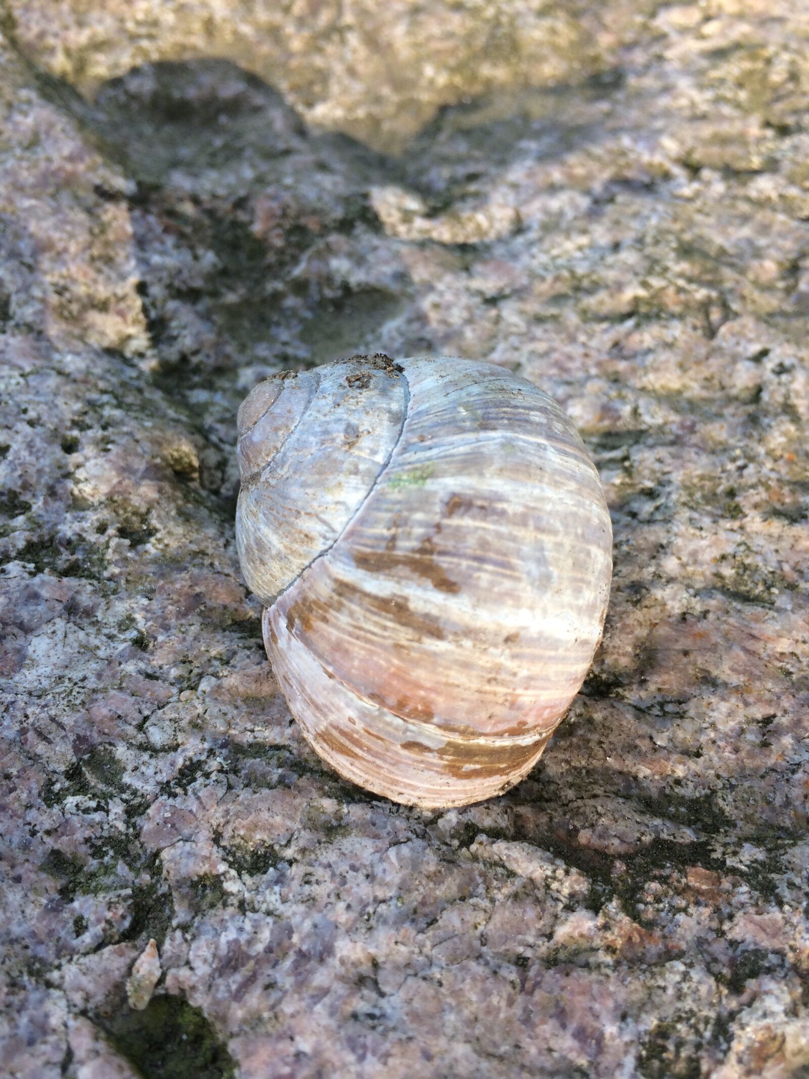 iPhone 5s back camera 4.15mm f/2.2 sample photo. Snail, shell, camouflage photography