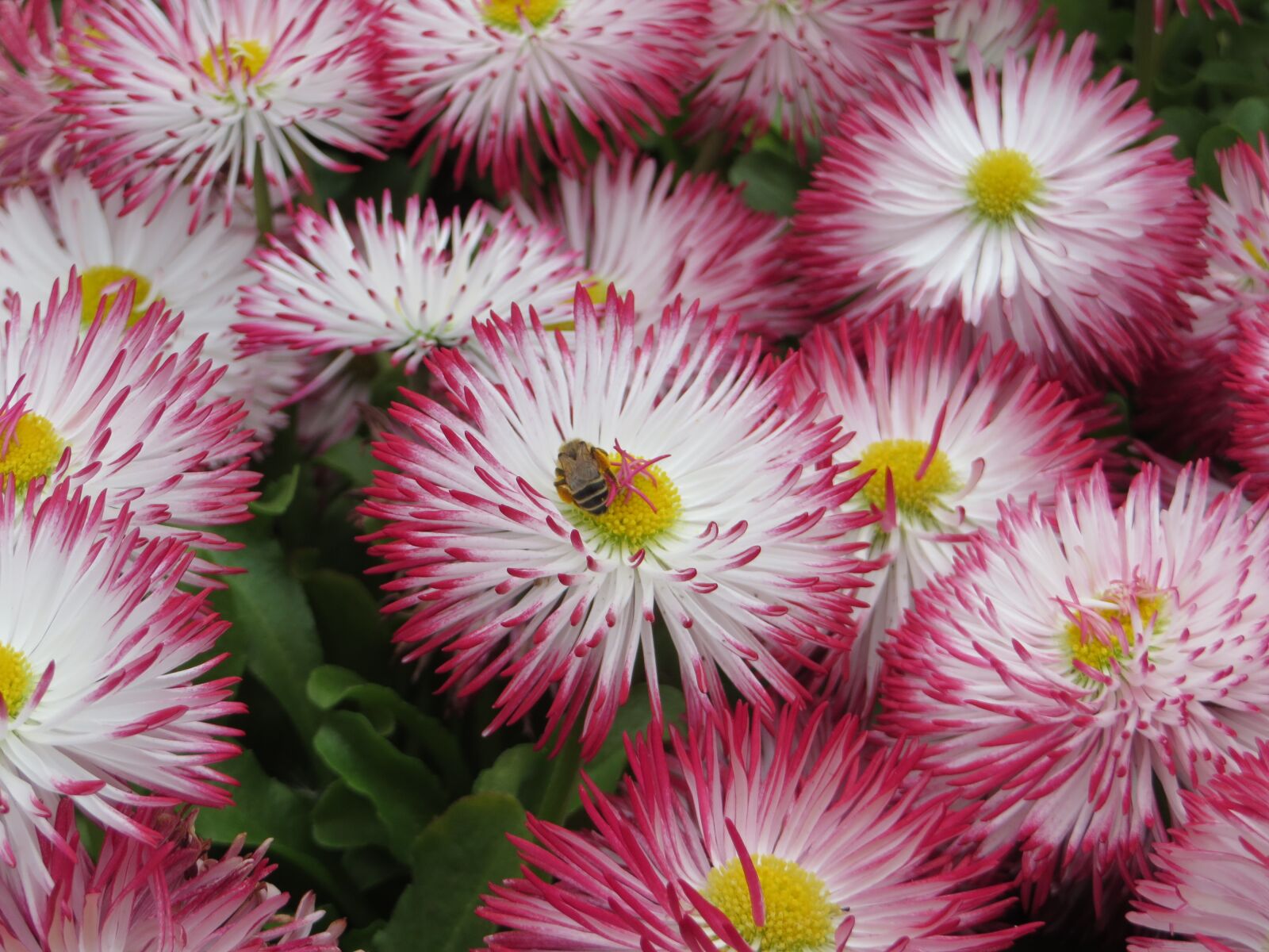 Canon PowerShot SX270 HS sample photo. Wasp, insect, flower photography