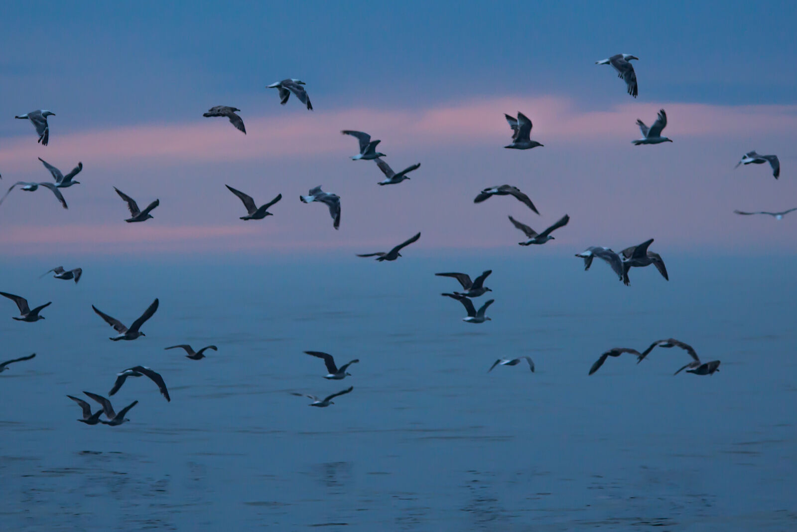 Canon EOS 600D (Rebel EOS T3i / EOS Kiss X5) sample photo. Seagulls photography