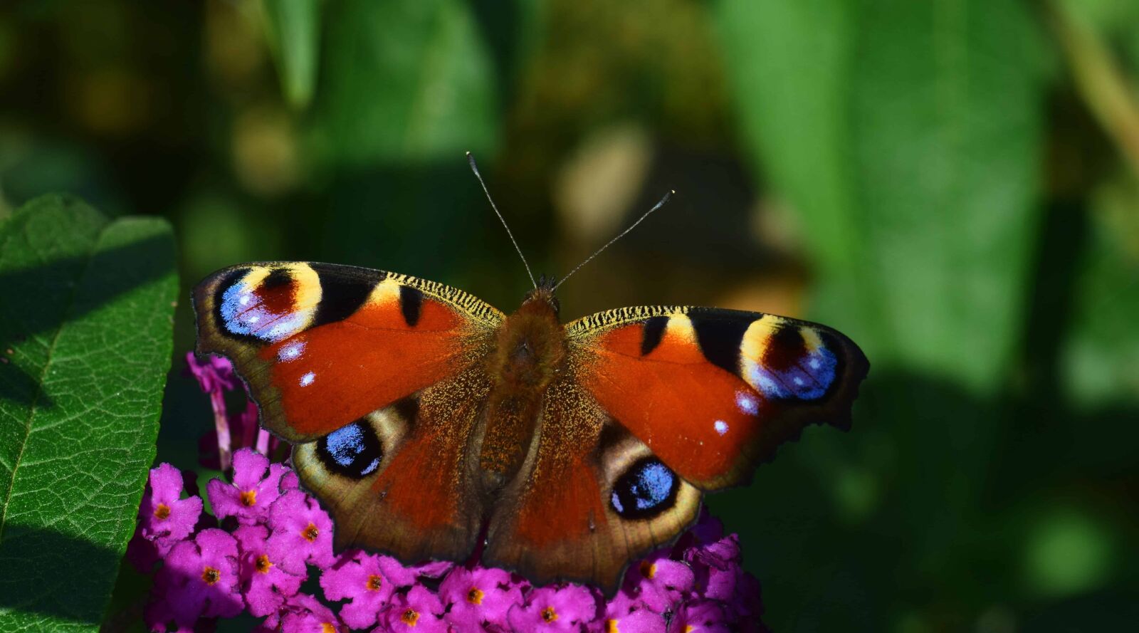 Nikon D3300 sample photo. Butterfly, summer, macro, colorful photography