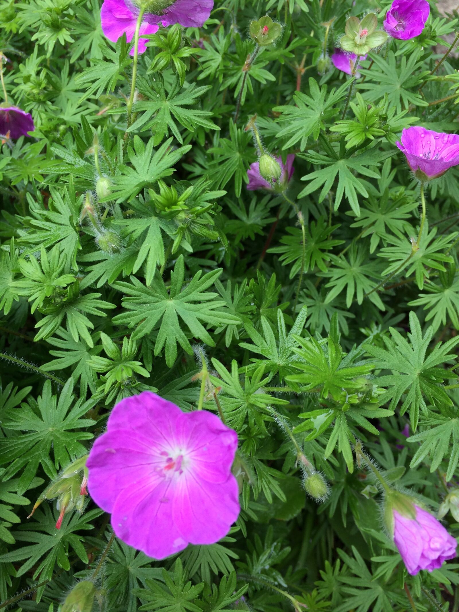 iPhone 5s back camera 4.15mm f/2.2 sample photo. Geranium, flower, nature photography
