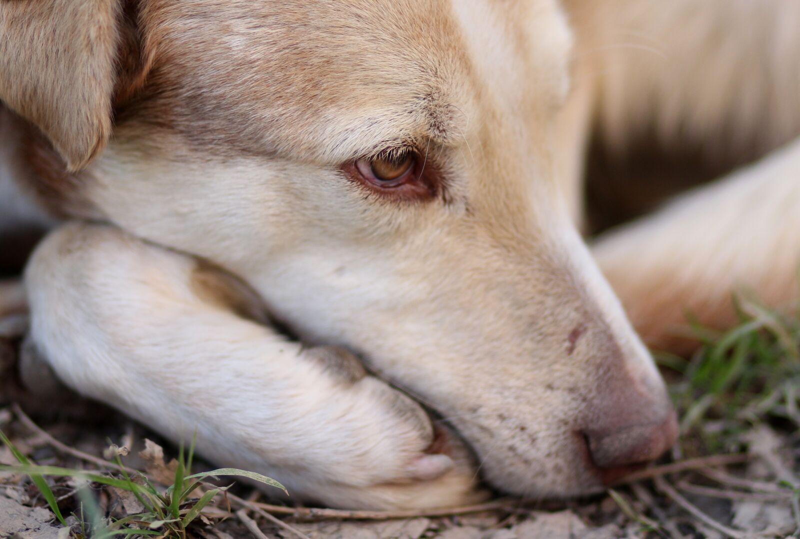 Canon EOS 700D (EOS Rebel T5i / EOS Kiss X7i) + Canon EF 85mm F1.8 USM sample photo. Dog, rest, pet photography
