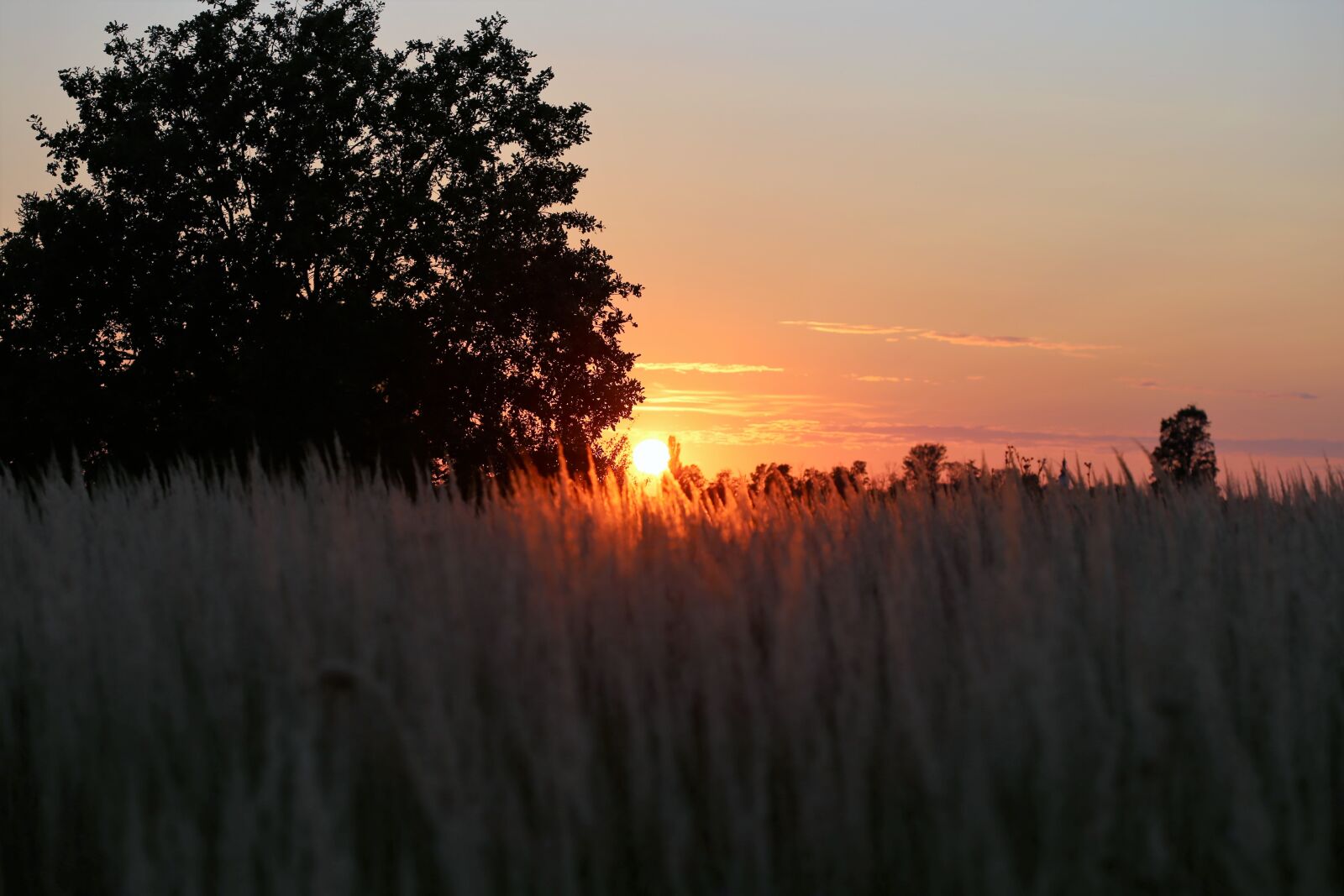 Canon EOS 6D + Canon EF 100mm F2.8 Macro USM sample photo. Sunset, evening, grass photography