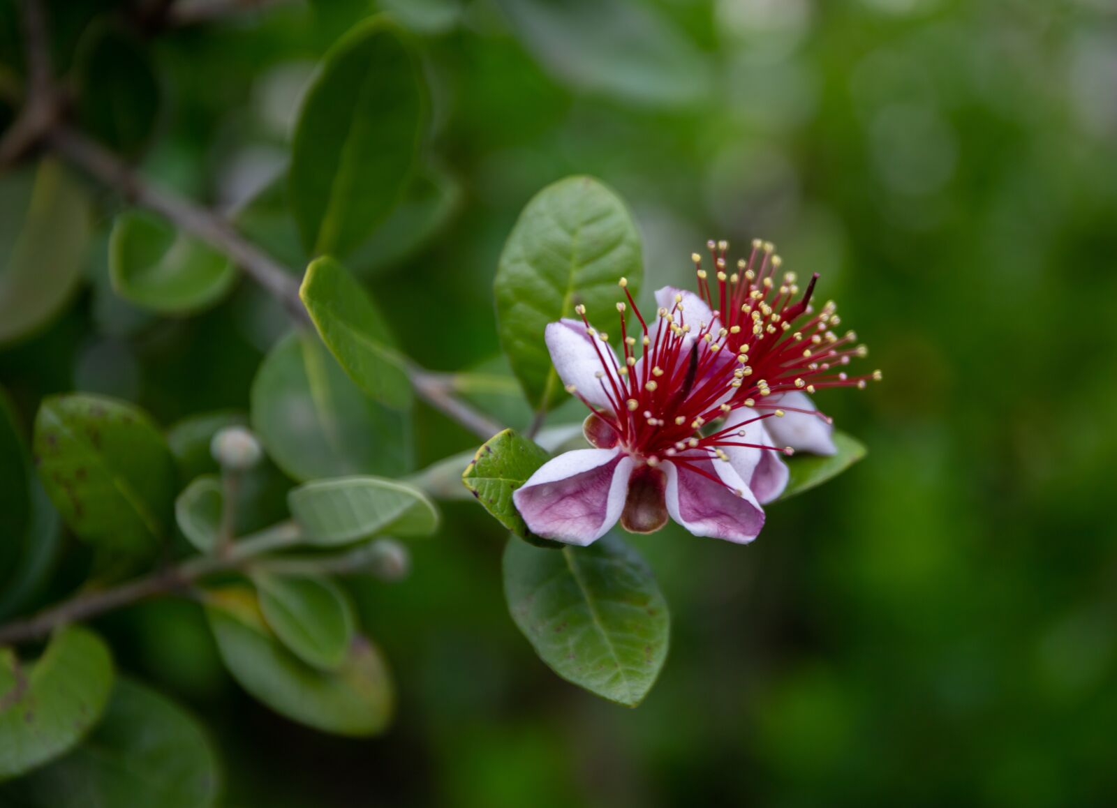 Canon EOS 6D Mark II + Canon EF 24-70mm F4L IS USM sample photo. Guava, brazilwood, flower photography