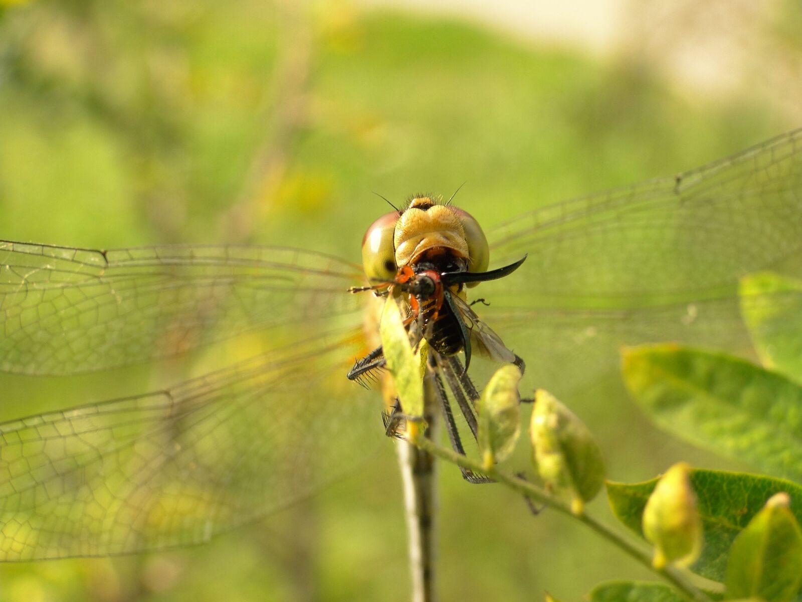 Sony Cyber-shot DSC-HX1 sample photo. Nature, insect, dragonflies r photography