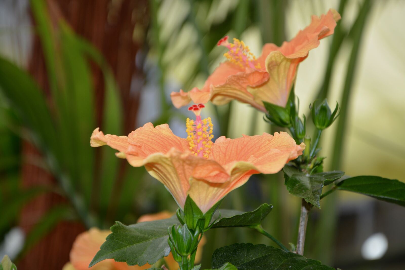 Nikon D5200 sample photo. Flower, hibiscus stem, orange photography