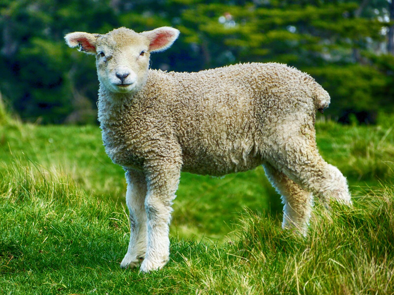 Panasonic Lumix DMC-FZ150 sample photo. Lamb, farm, livestock photography