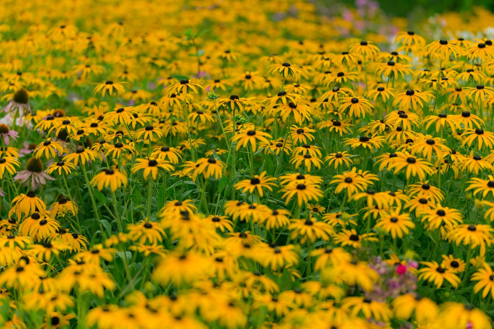 Canon EOS-1D X + Canon EF 70-200mm F2.8L IS II USM sample photo. Sunflower, pasture, field photography