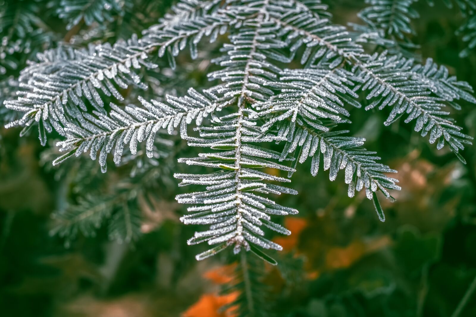 Fujifilm X-T10 + Fujifilm XF 35mm F1.4 R sample photo. Fir tree, tannenzweig, fir photography
