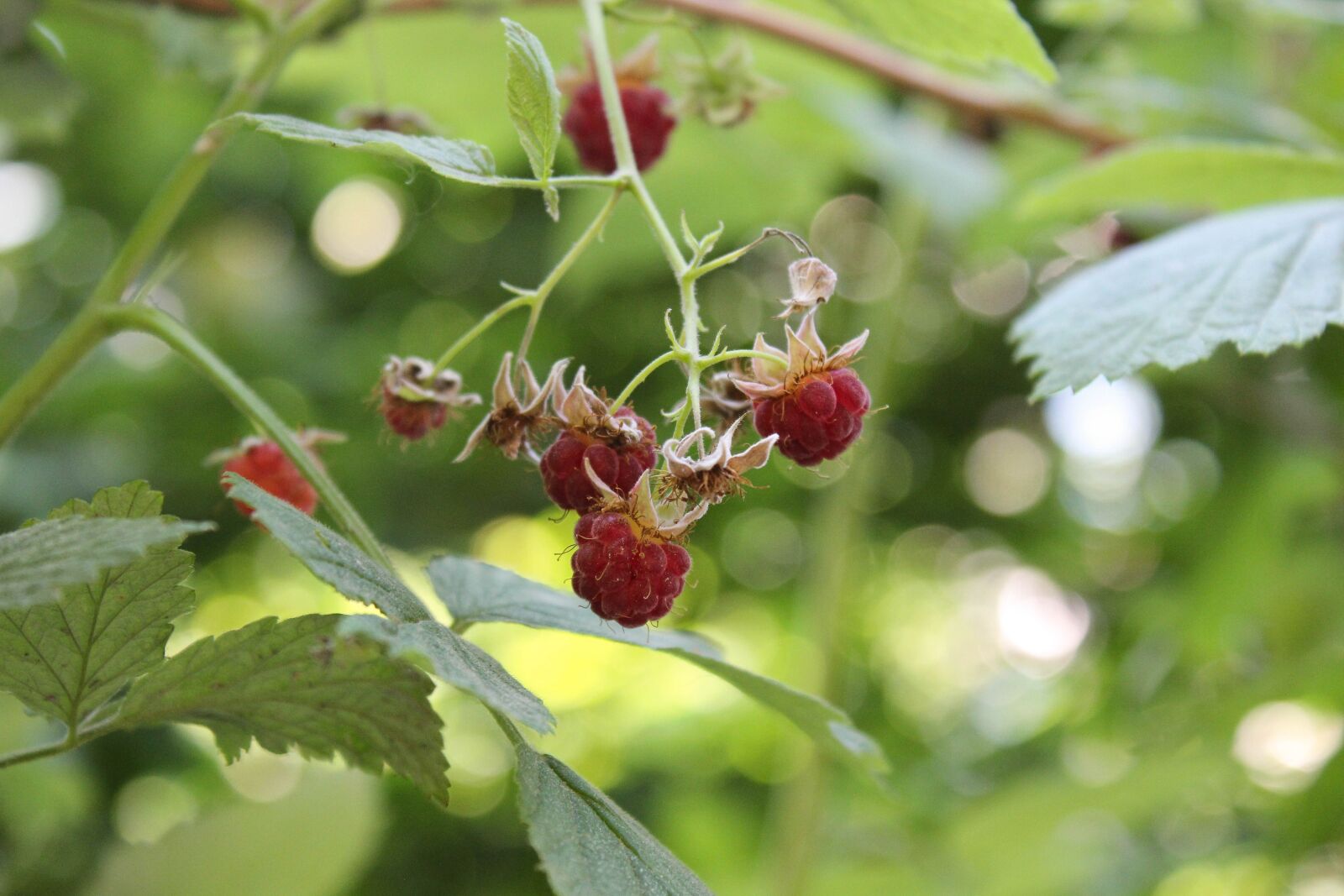 Canon EOS 600D (Rebel EOS T3i / EOS Kiss X5) sample photo. Raspberries, wild raspberries, red photography
