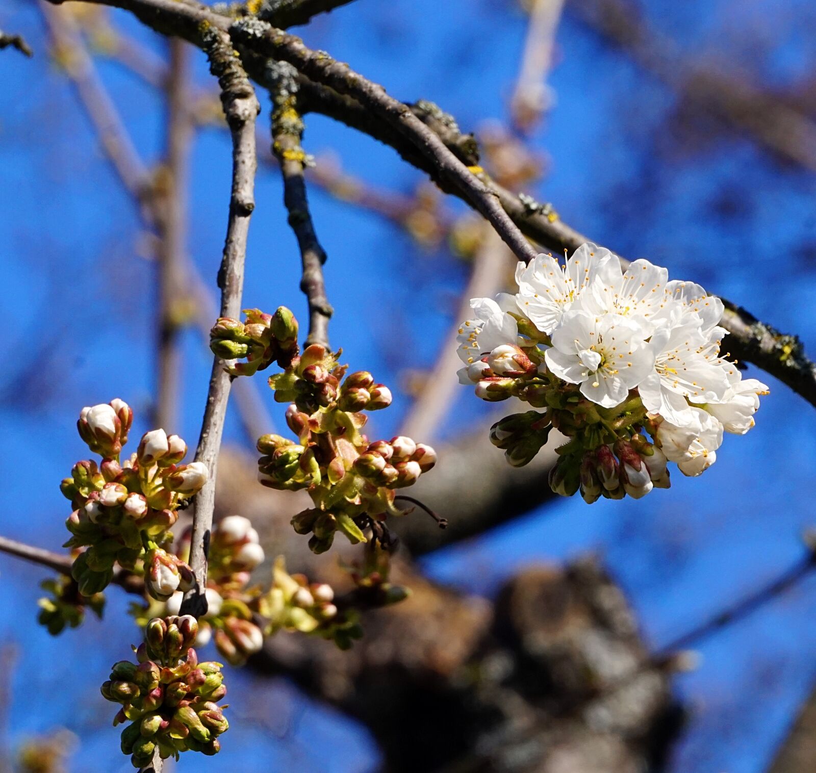 Sony Alpha a5000 (ILCE 5000) sample photo. Cherry tree, blossom, bloom photography