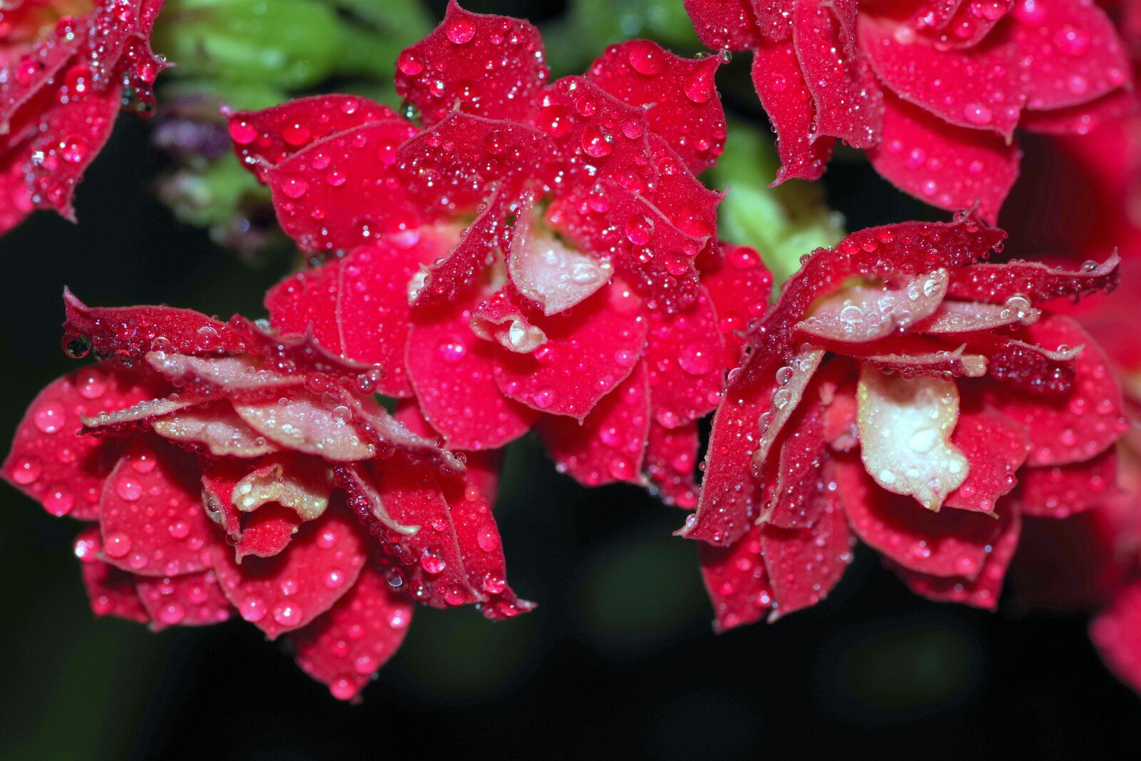 Pentax K-S2 sample photo. Rosa, drops, flower photography