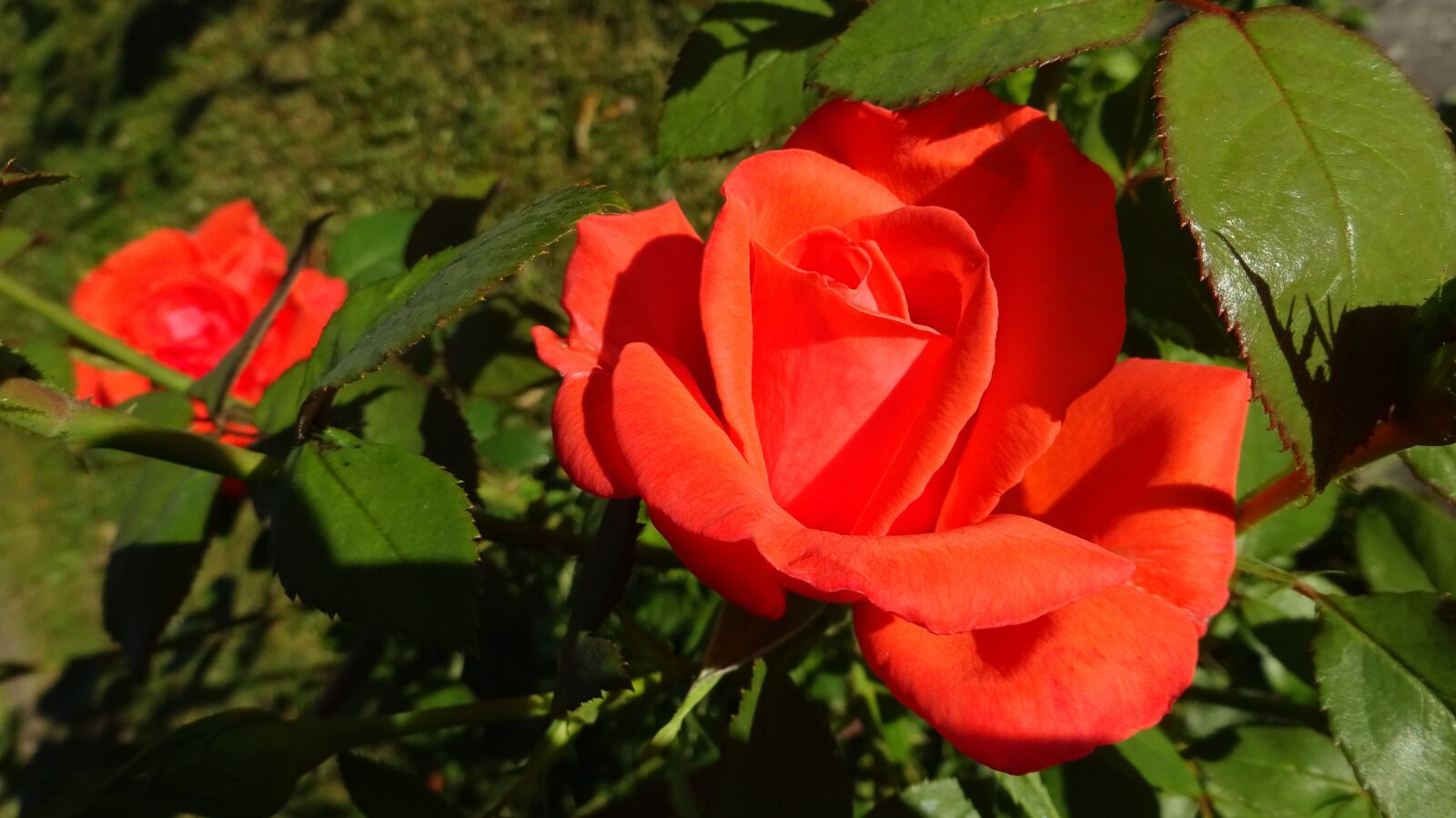 Sony Cyber-shot DSC-WX350 sample photo. Red roses, rose, red photography