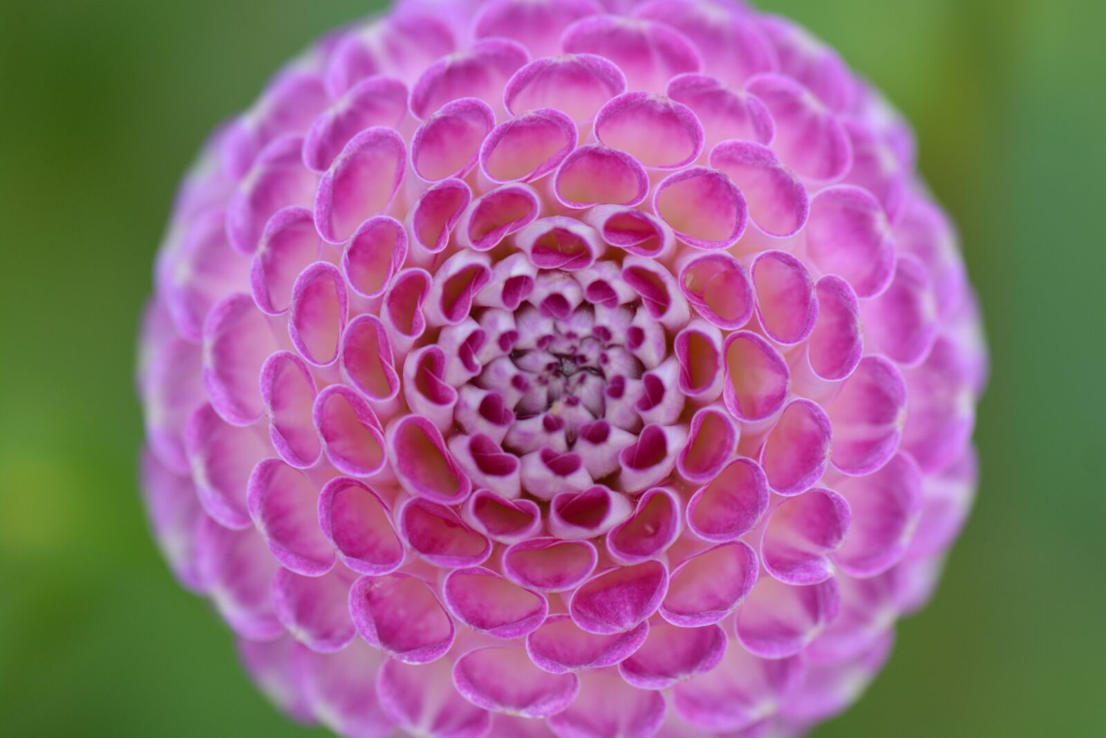 Nikon D5200 sample photo. Flower, nature, dahlia photography